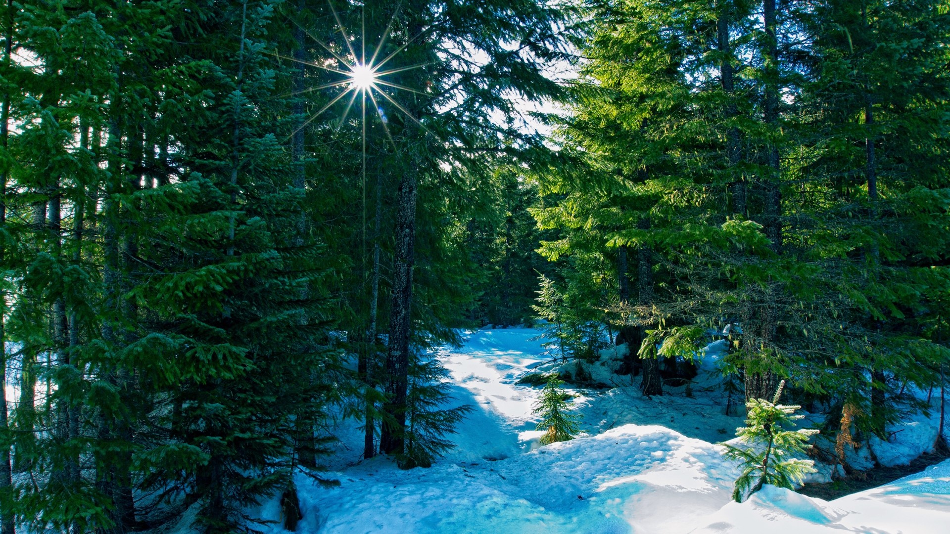 Sunlight shining through a winter forest with snow HD Wallpaper