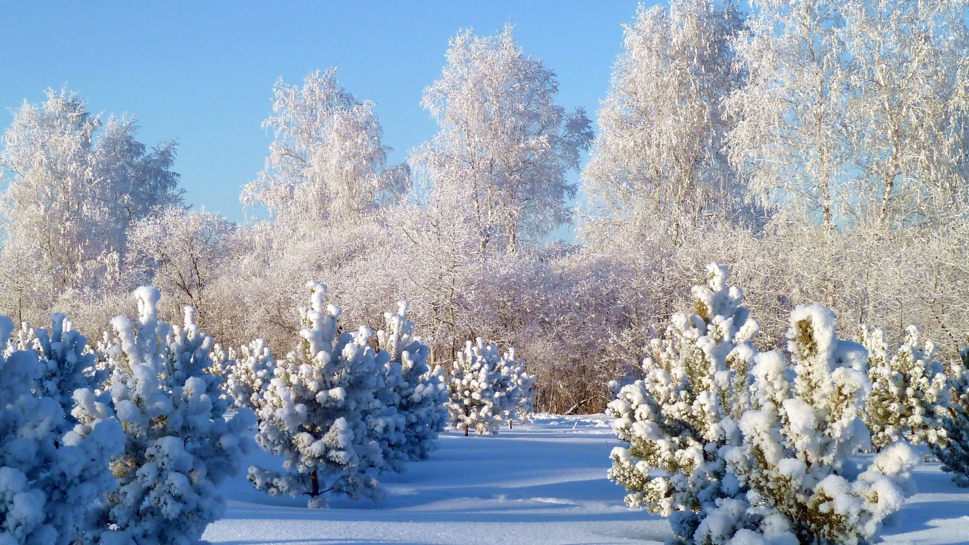 Snow-covered trees and bushes in a winter landscape HD Wallpaper