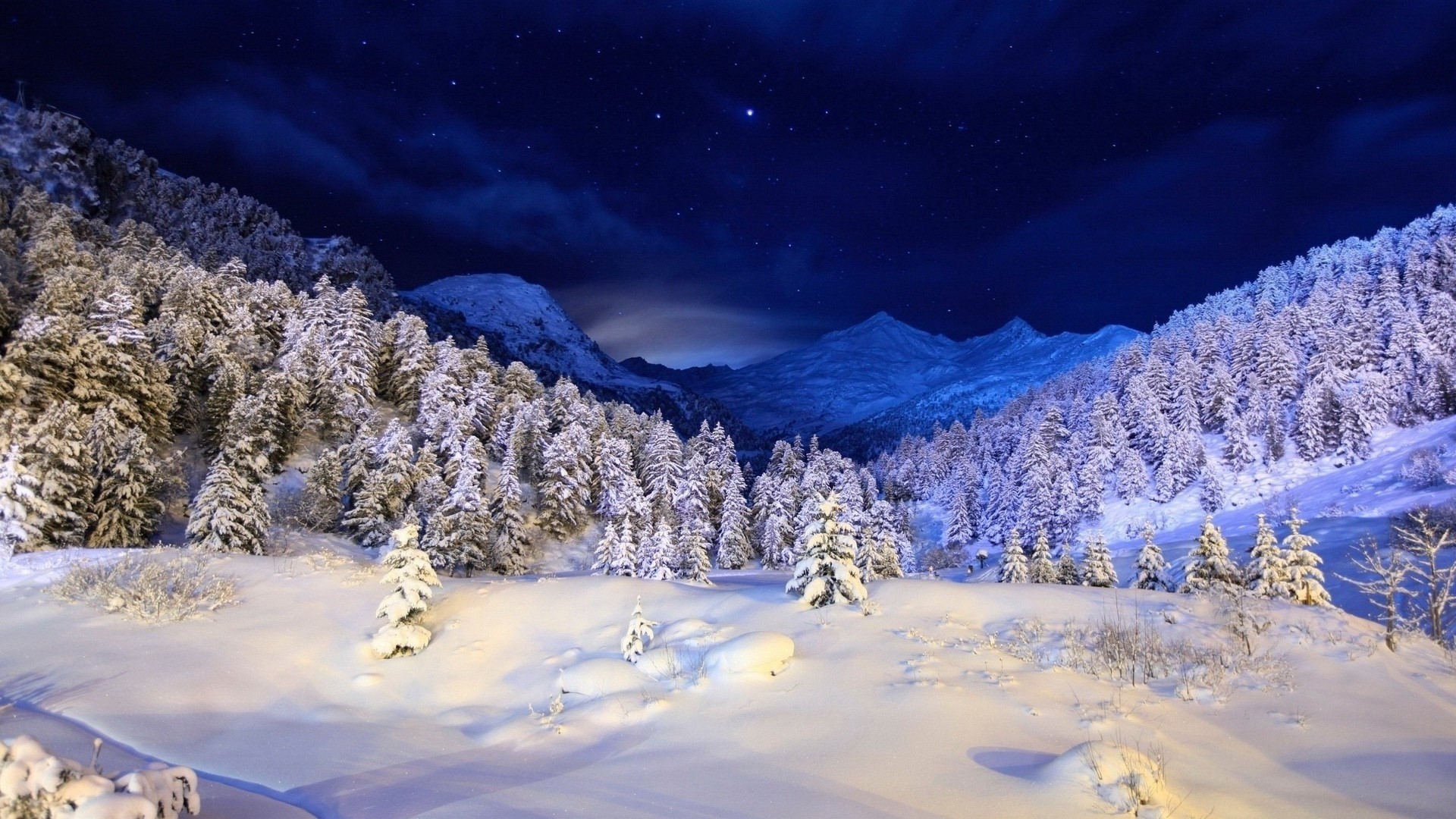 Snowy forest under a starry night sky HD Wallpaper