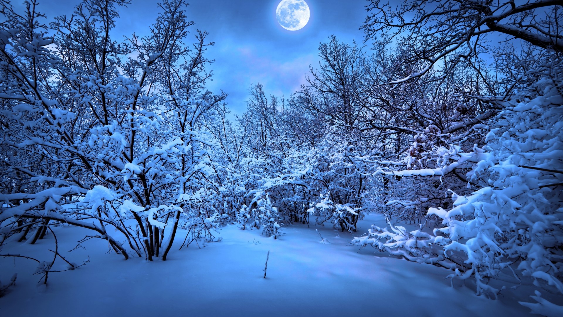 Moonlit winter forest at night HD Wallpaper