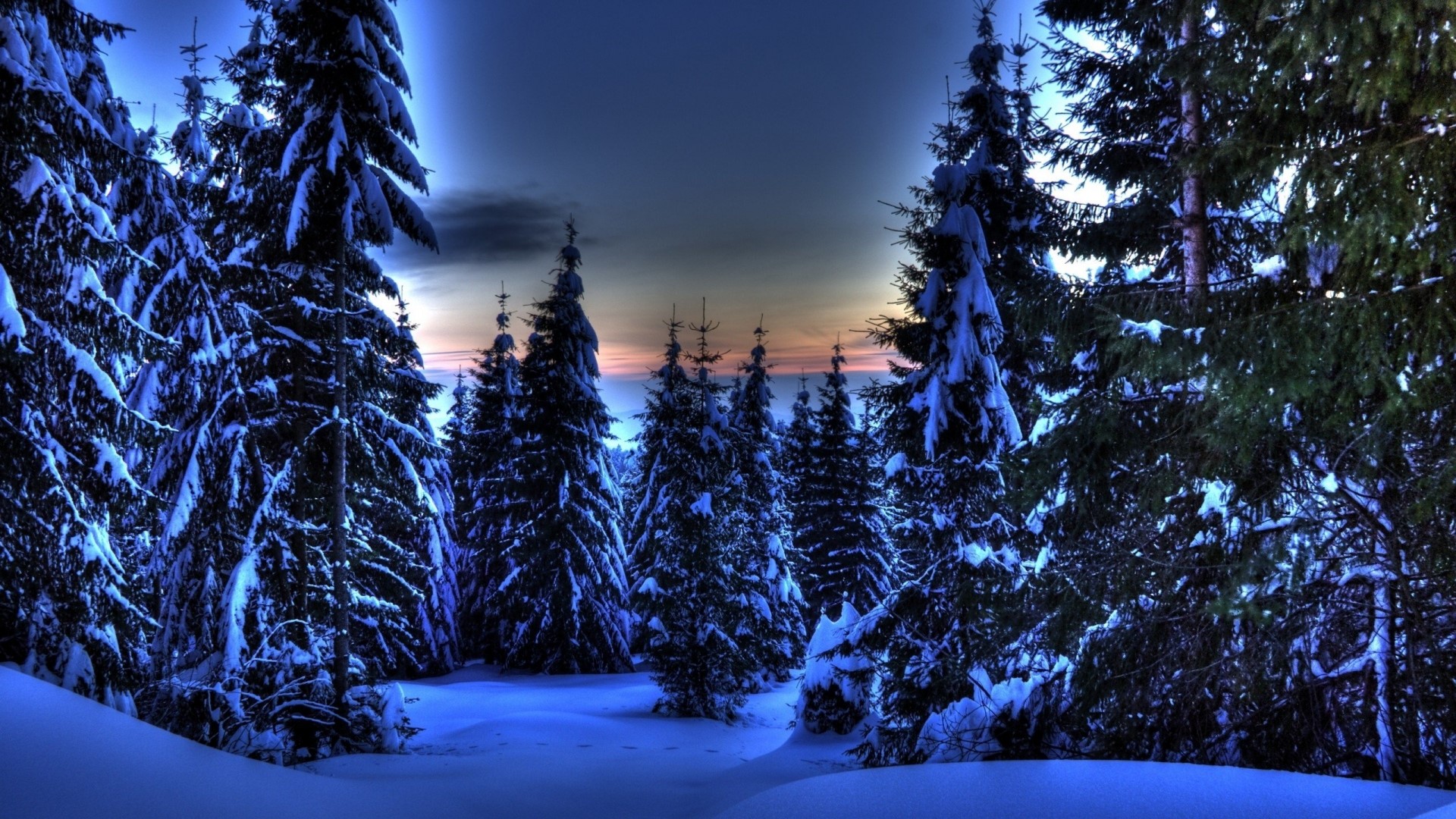 Snow-covered pine forest at dusk HD Wallpaper