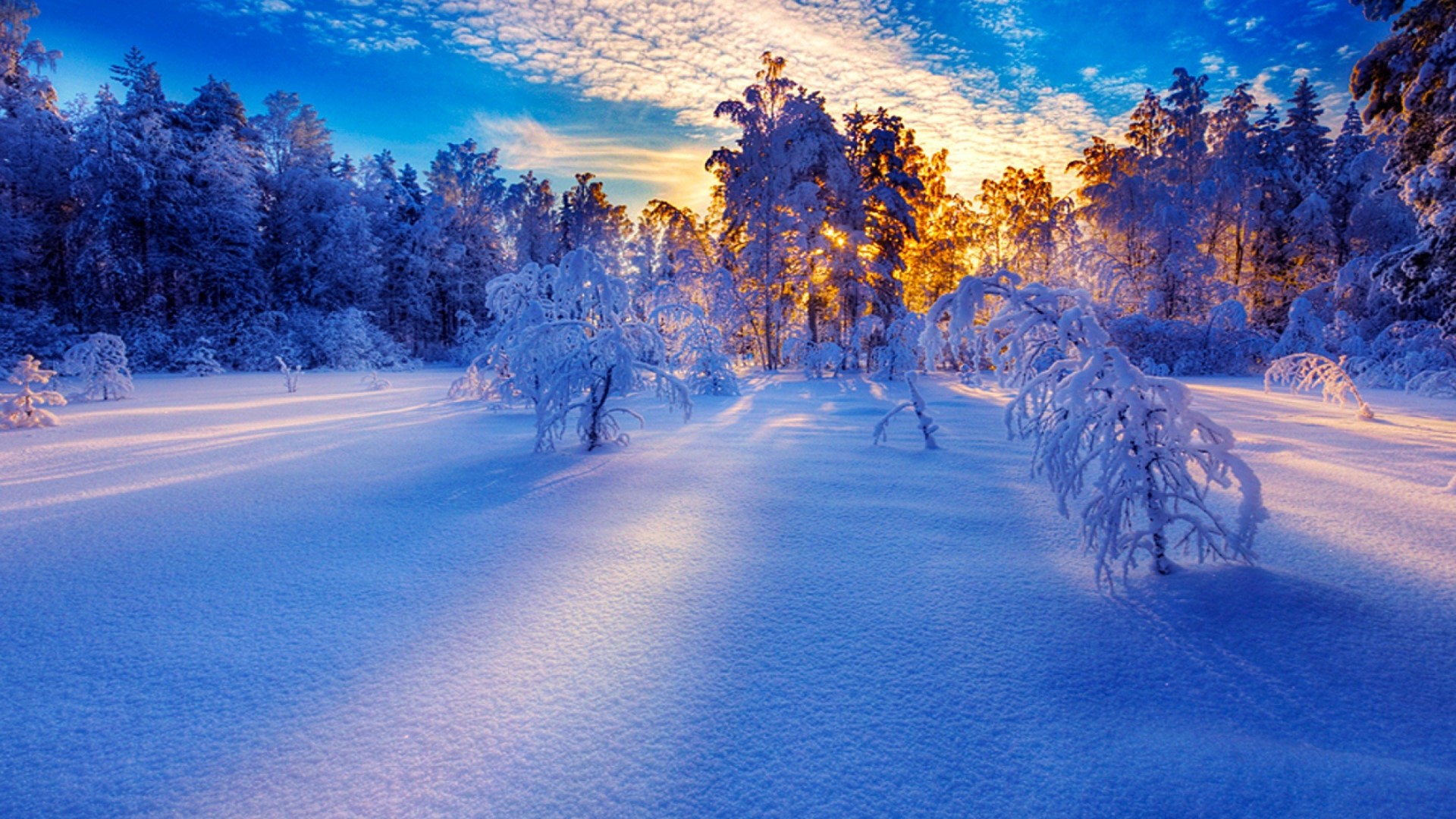 Winter morning forest with snow and sun HD Wallpaper
