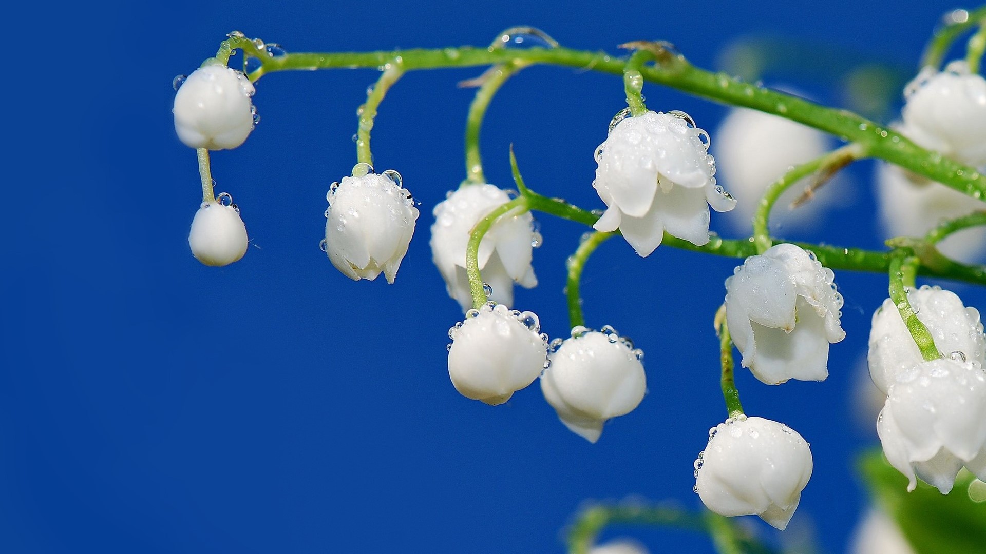 Lily of the valley flowers with dew drops HD Wallpaper