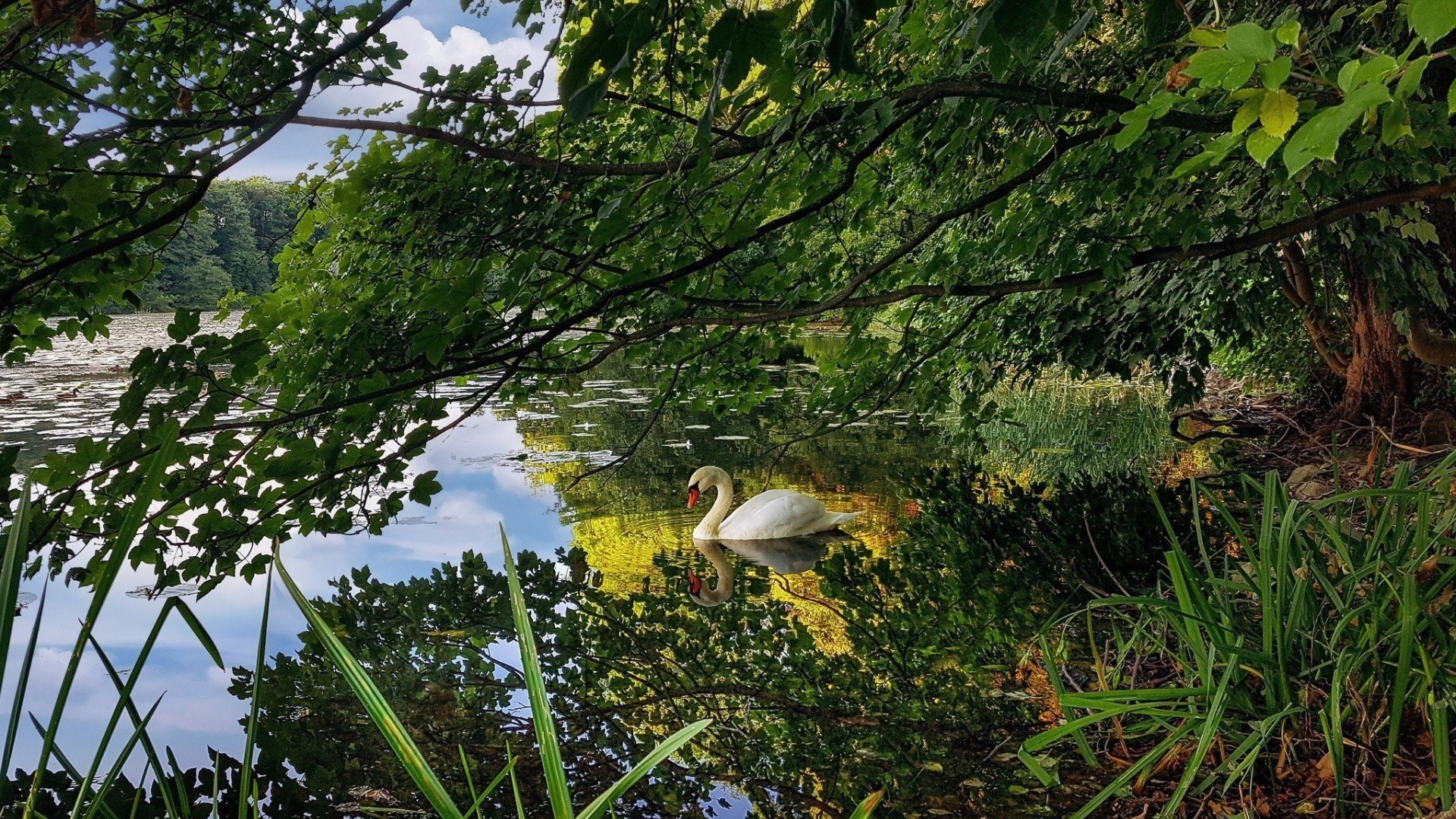Swan on a lake surrounded by trees HD Wallpaper