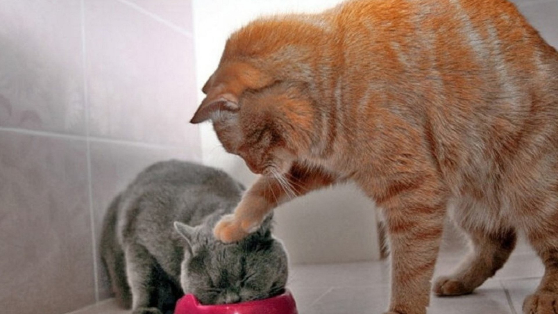 Two cats eating from a bowl HD Wallpaper