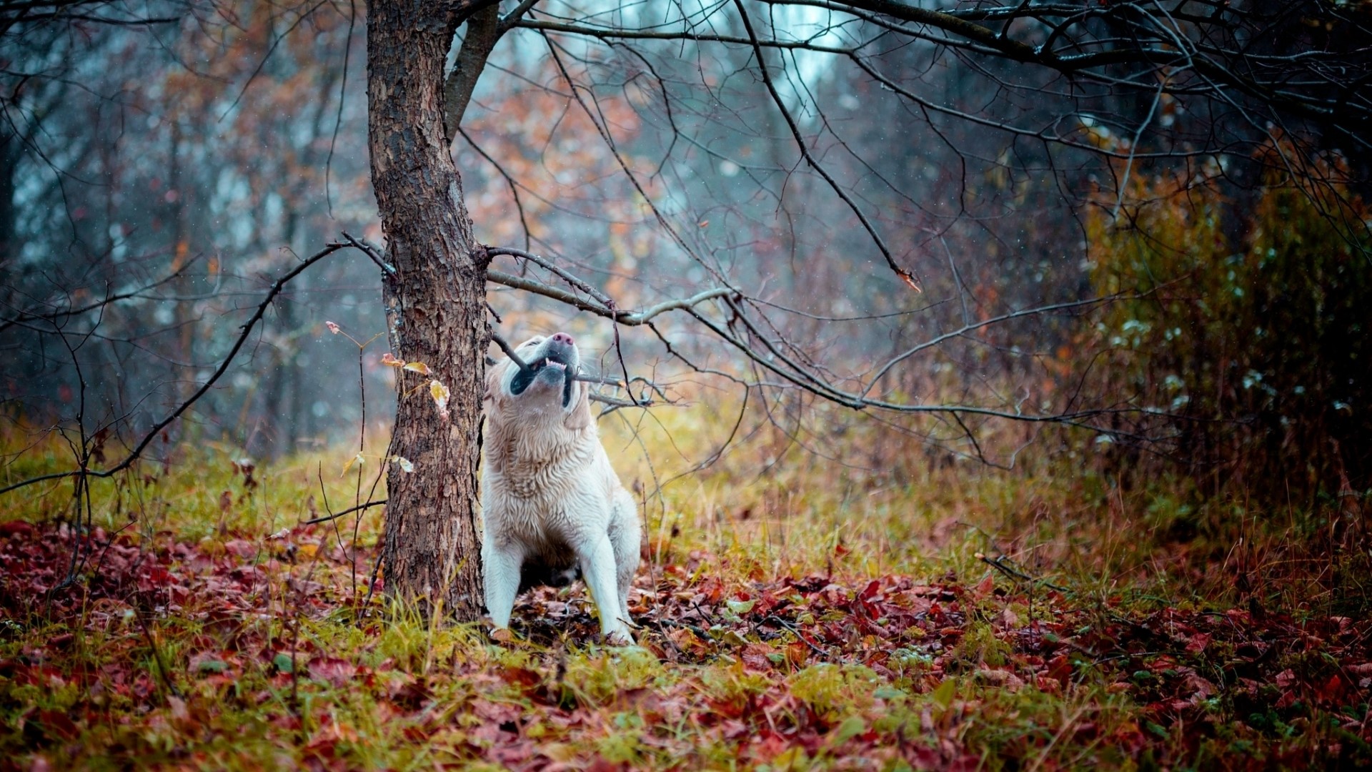 Dog chewing on a tree branch in a forest HD Wallpaper