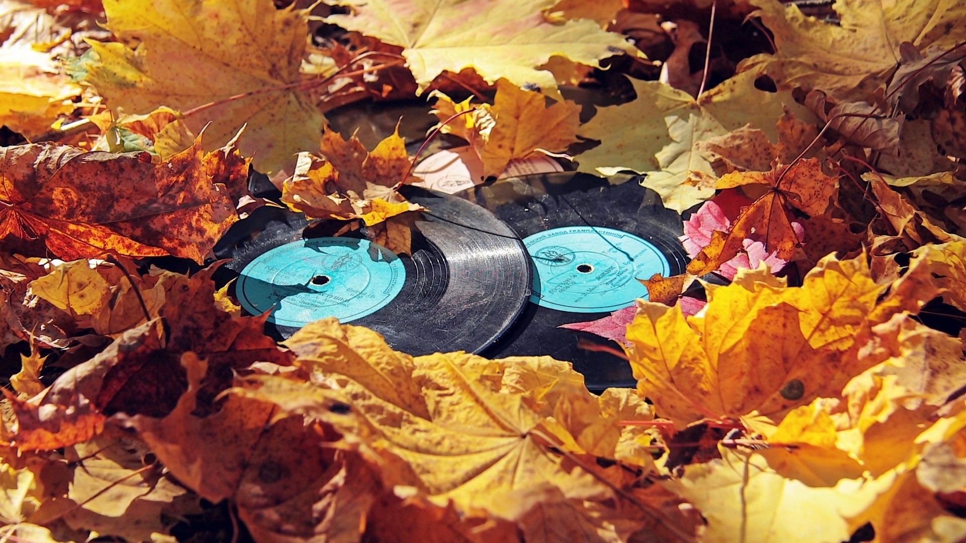 Vinyl records in autumn leaves HD Wallpaper
