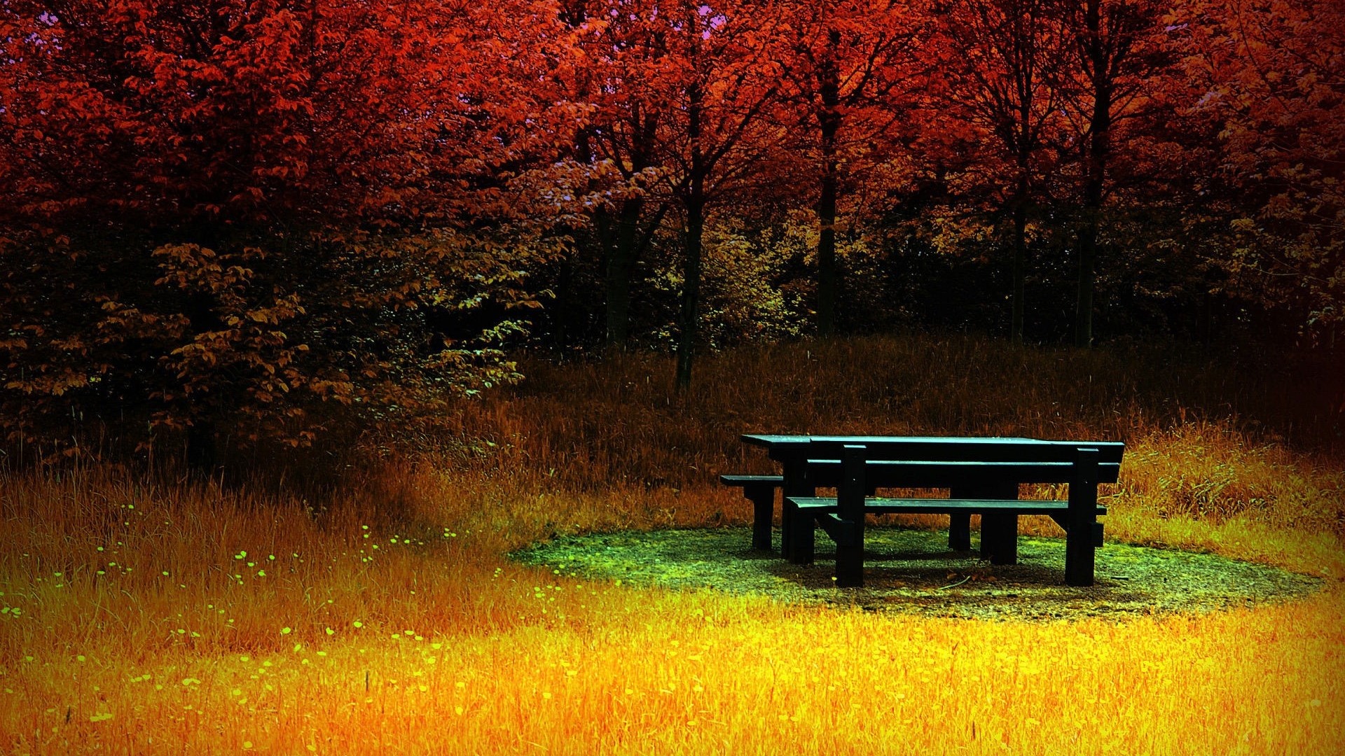 Picnic table in autumn forest HD Wallpaper