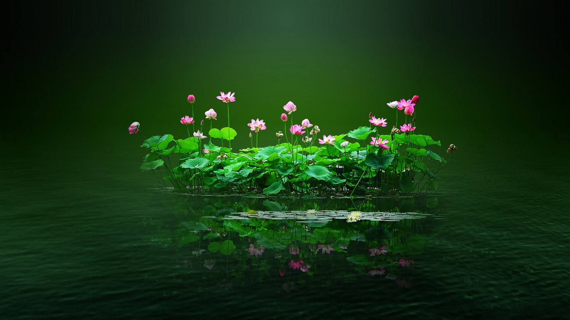 Pink Lotus Flowers on Water HD Wallpaper
