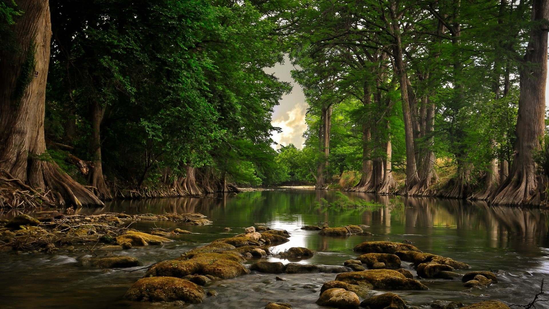 River flowing through a forest with large trees HD Wallpaper