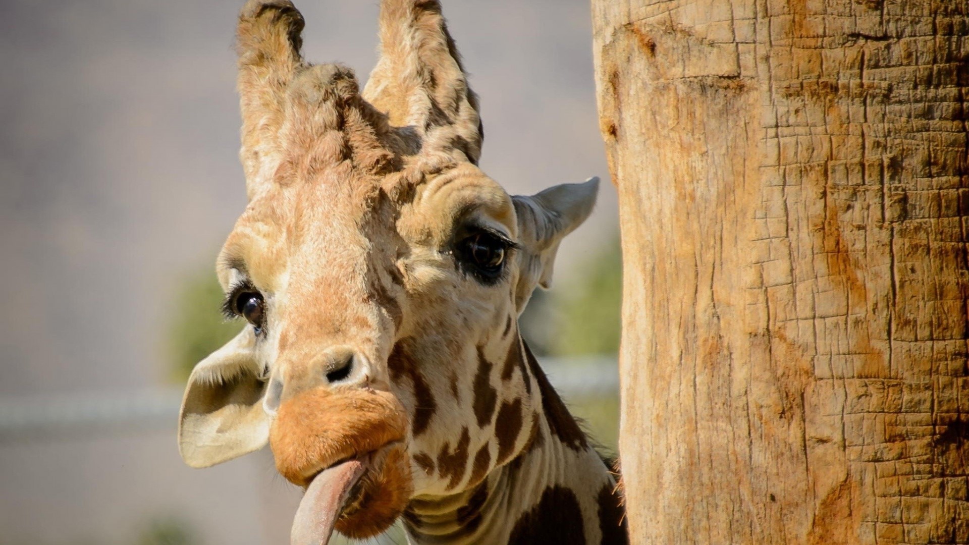 Giraffe sticking its tongue out behind a tree HD Wallpaper