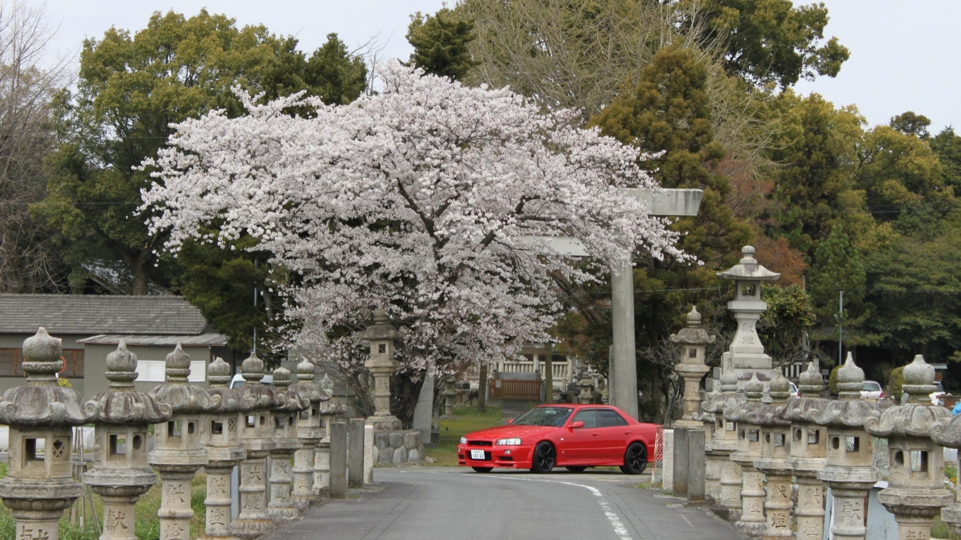 Red Nissan car parked near cherry blossoms and stone lanterns HD Wallpaper