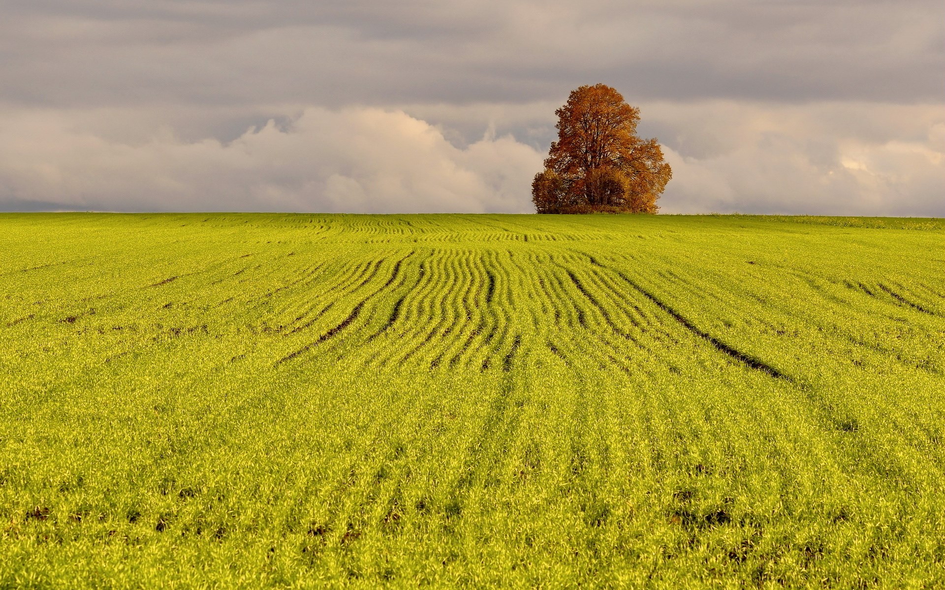 Autumn tree in a green field under cloudy sky HD Wallpaper