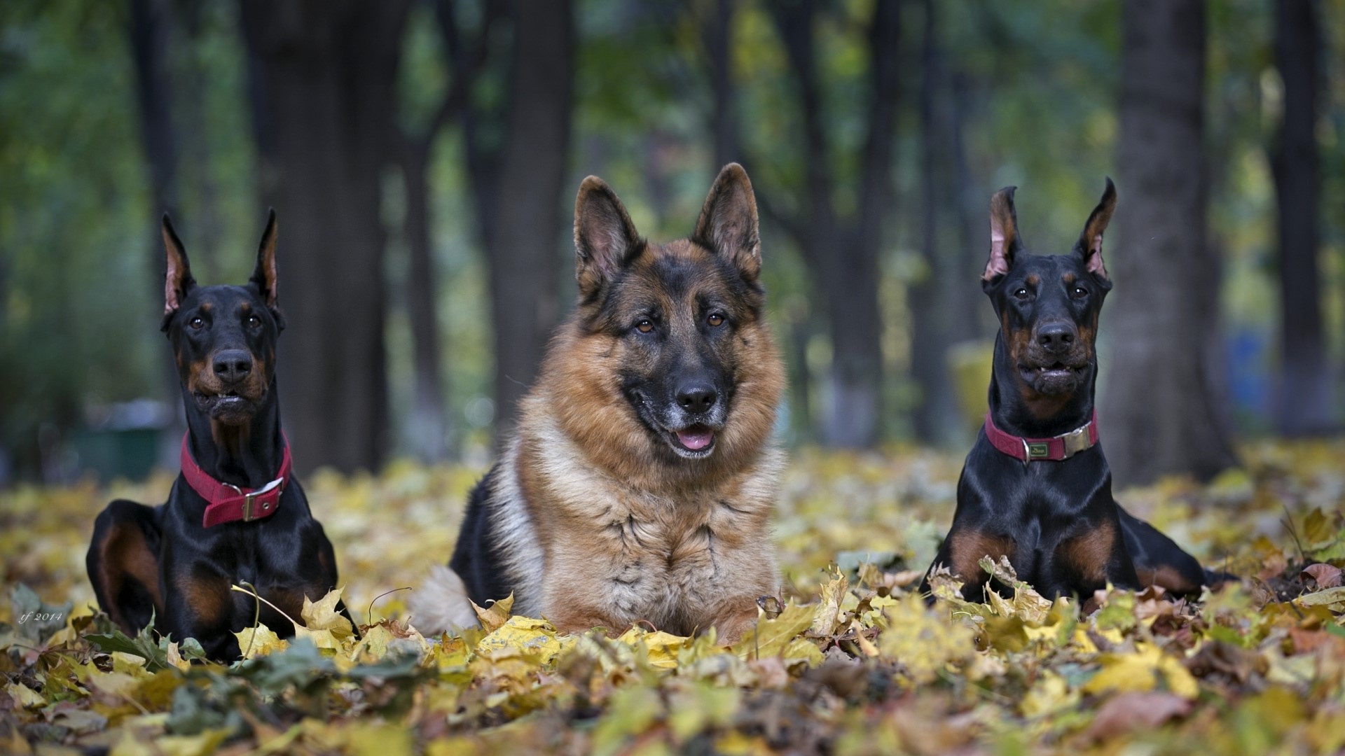 Three dogs in autumn leaves HD Wallpaper