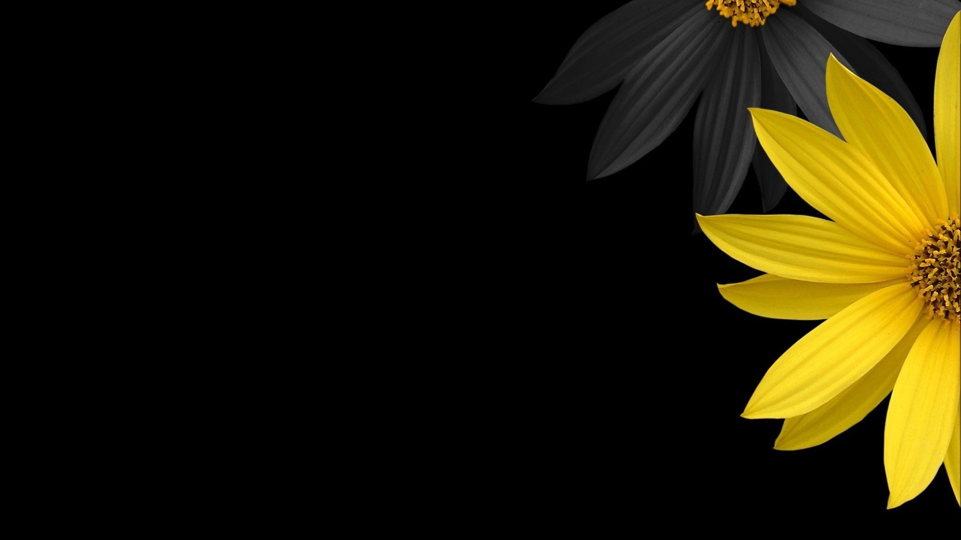 Black and Yellow Flowers on Black Background HD Wallpaper