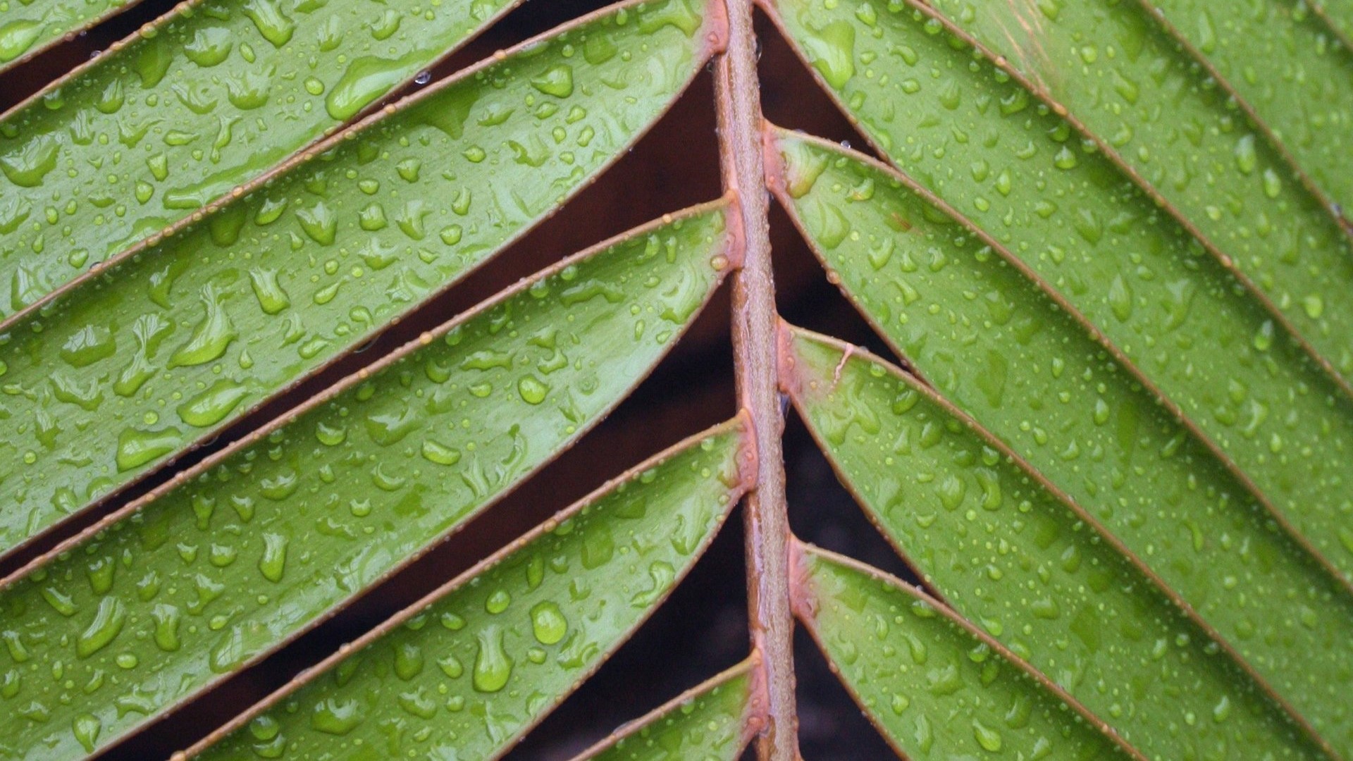 Close-up of green leaf with water droplets HD Wallpaper