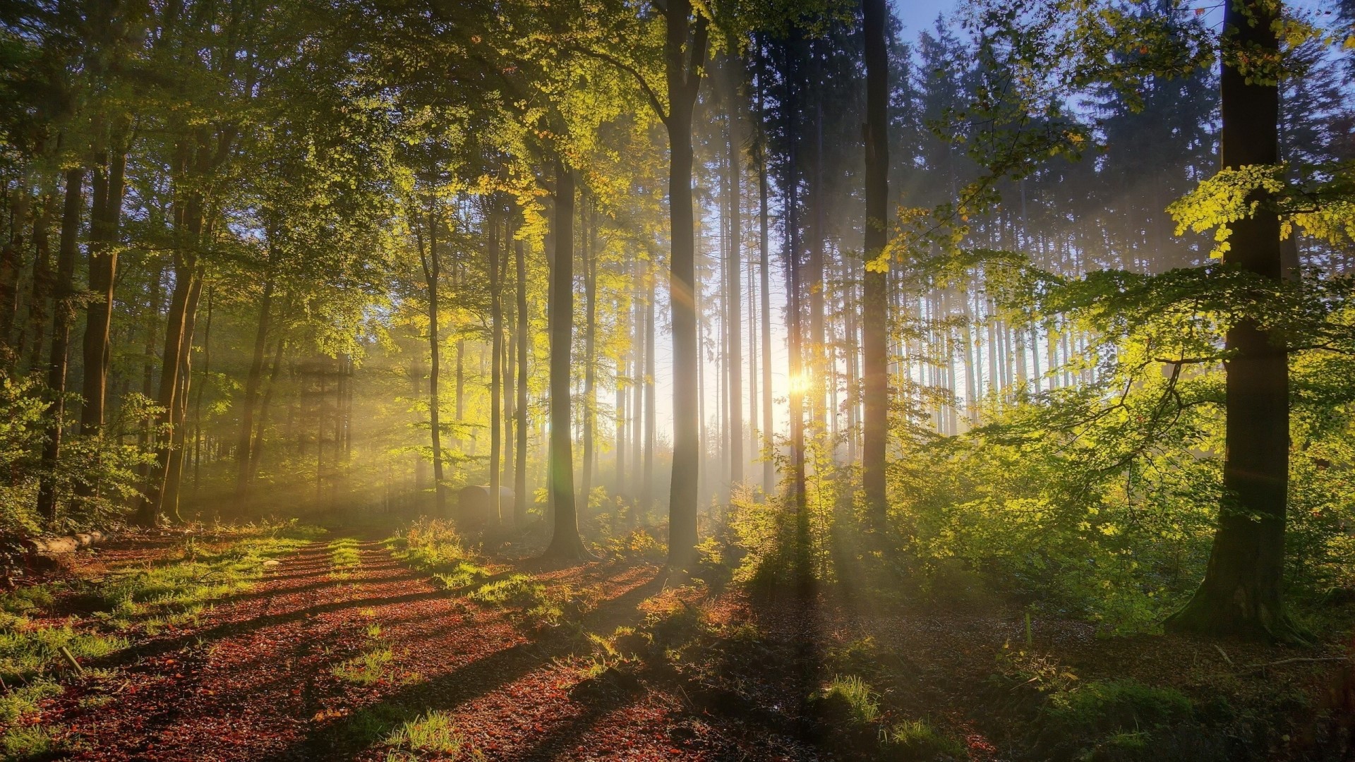 Sunlight filtering through a forest with a dirt path HD Wallpaper