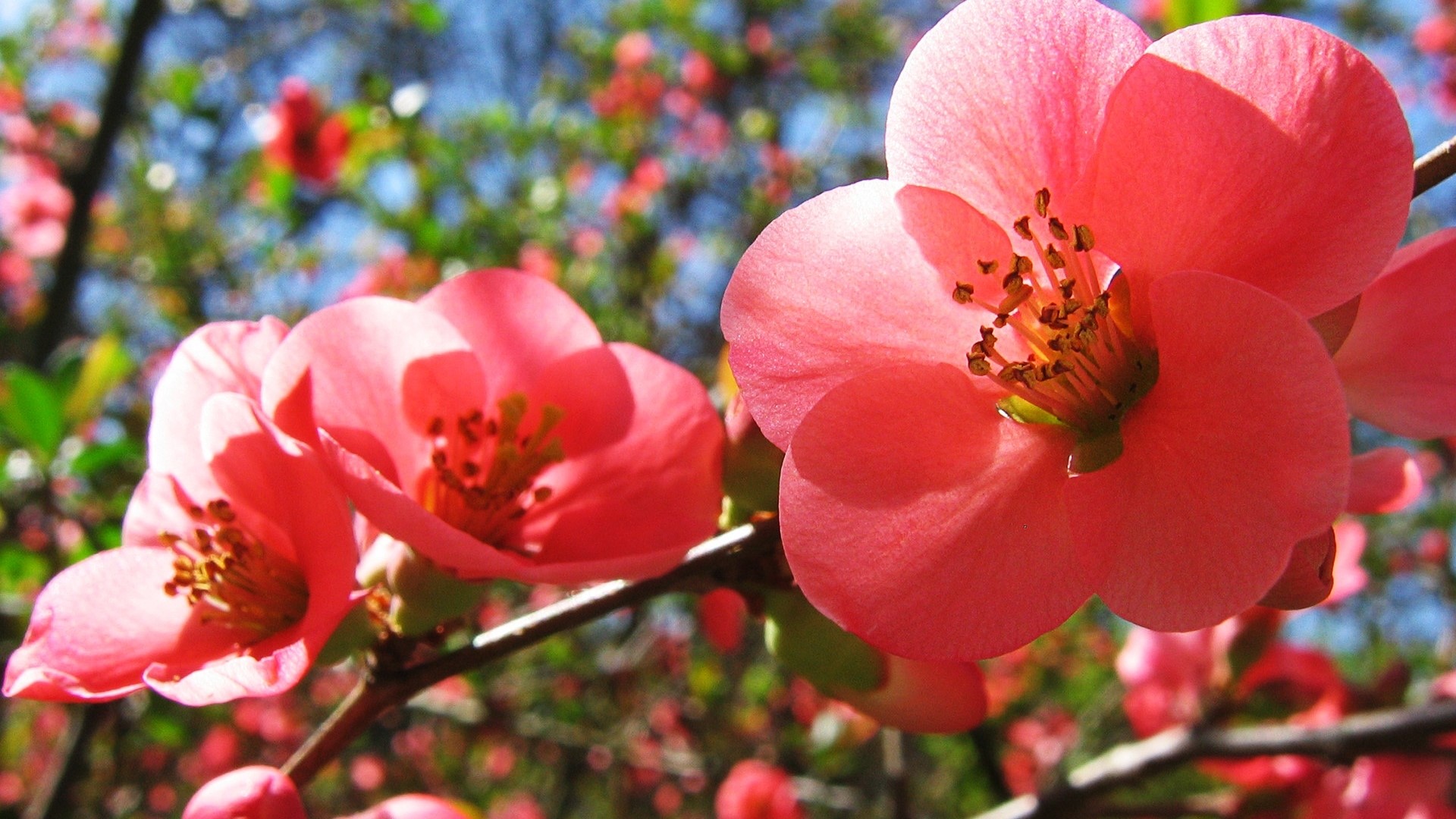 Pink Cherry Blossoms on a Branch HD Wallpaper