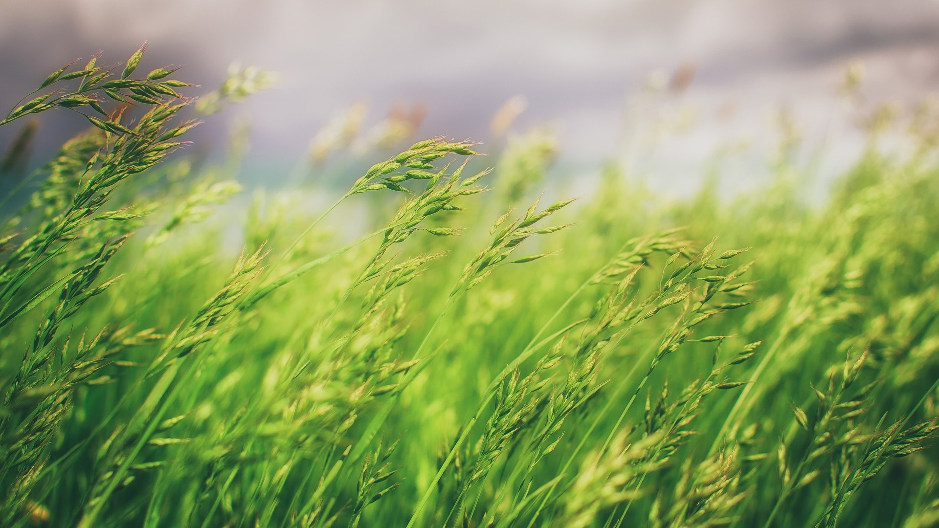 Green grass field with blurred background HD Wallpaper