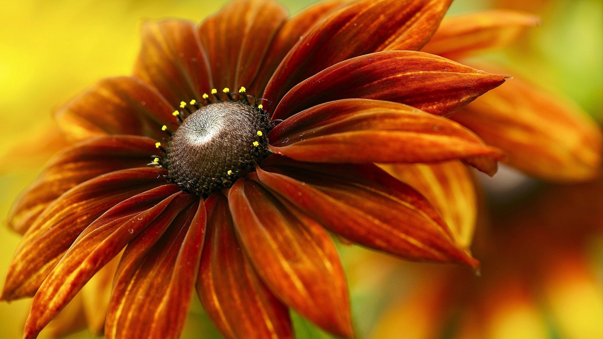 Close up of a brown and orange flower HD Wallpaper