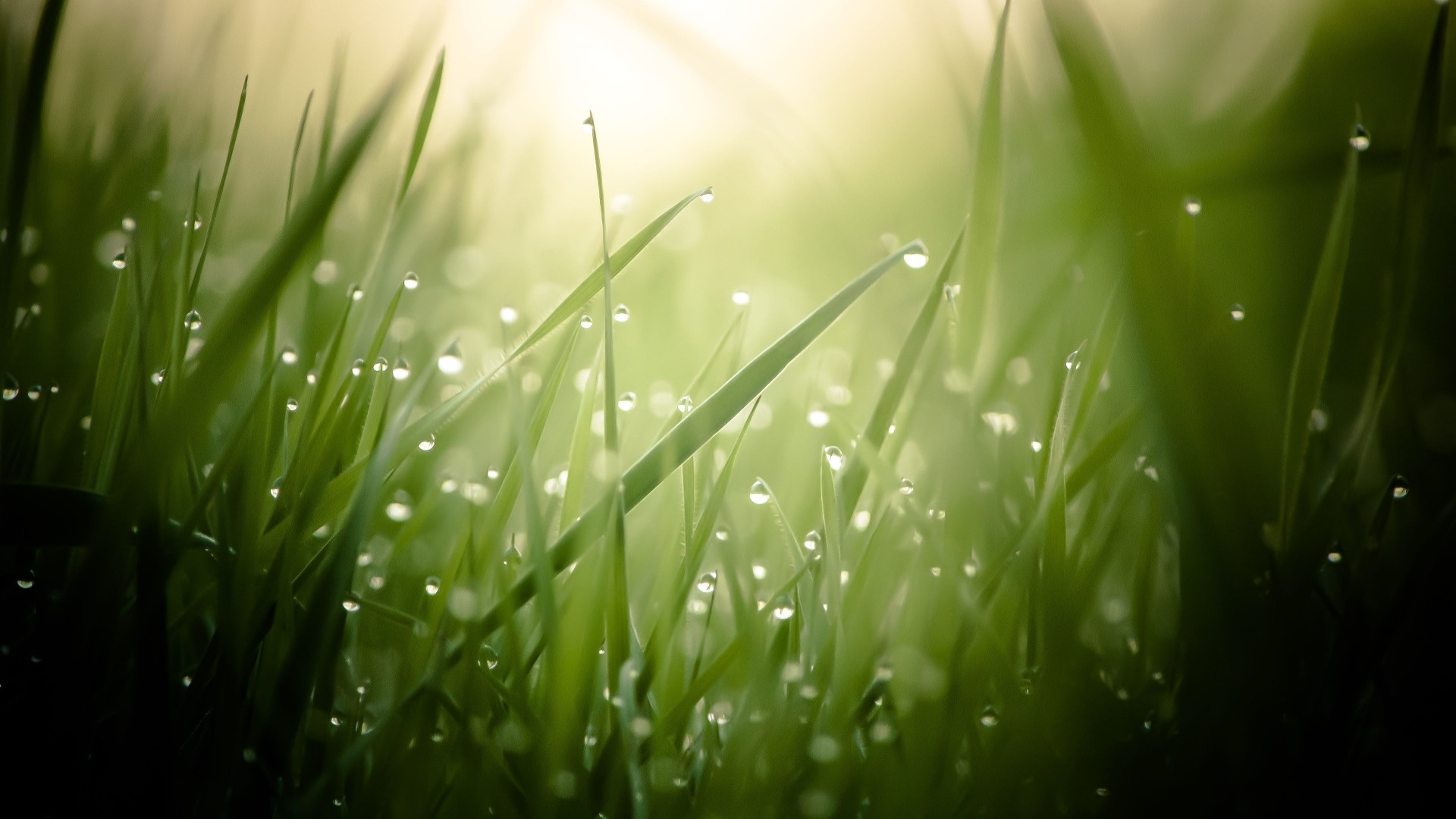 Blades of Grass with Morning Dew HD Wallpaper