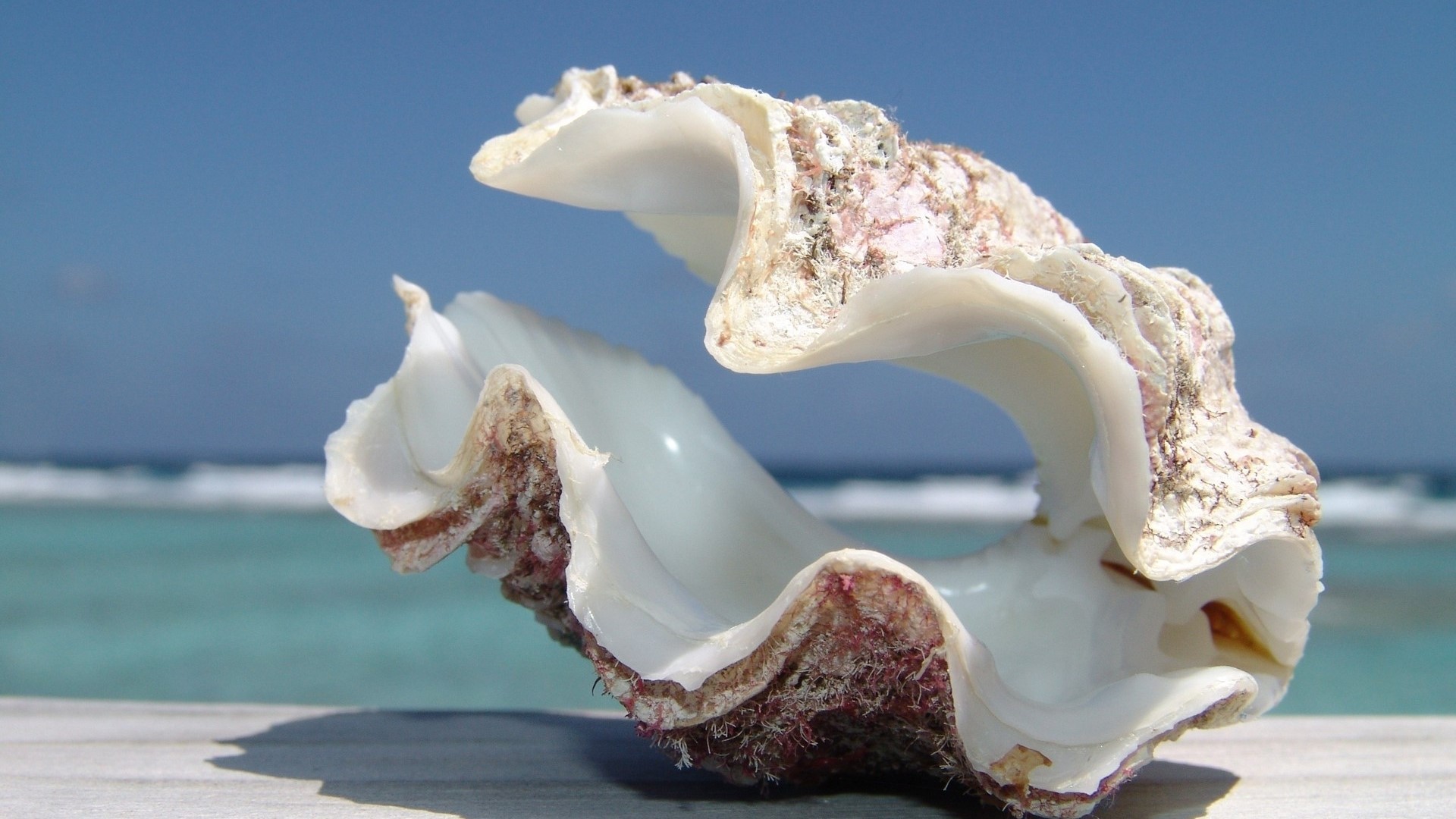 Giant clam shell on a wooden surface with ocean background HD Wallpaper