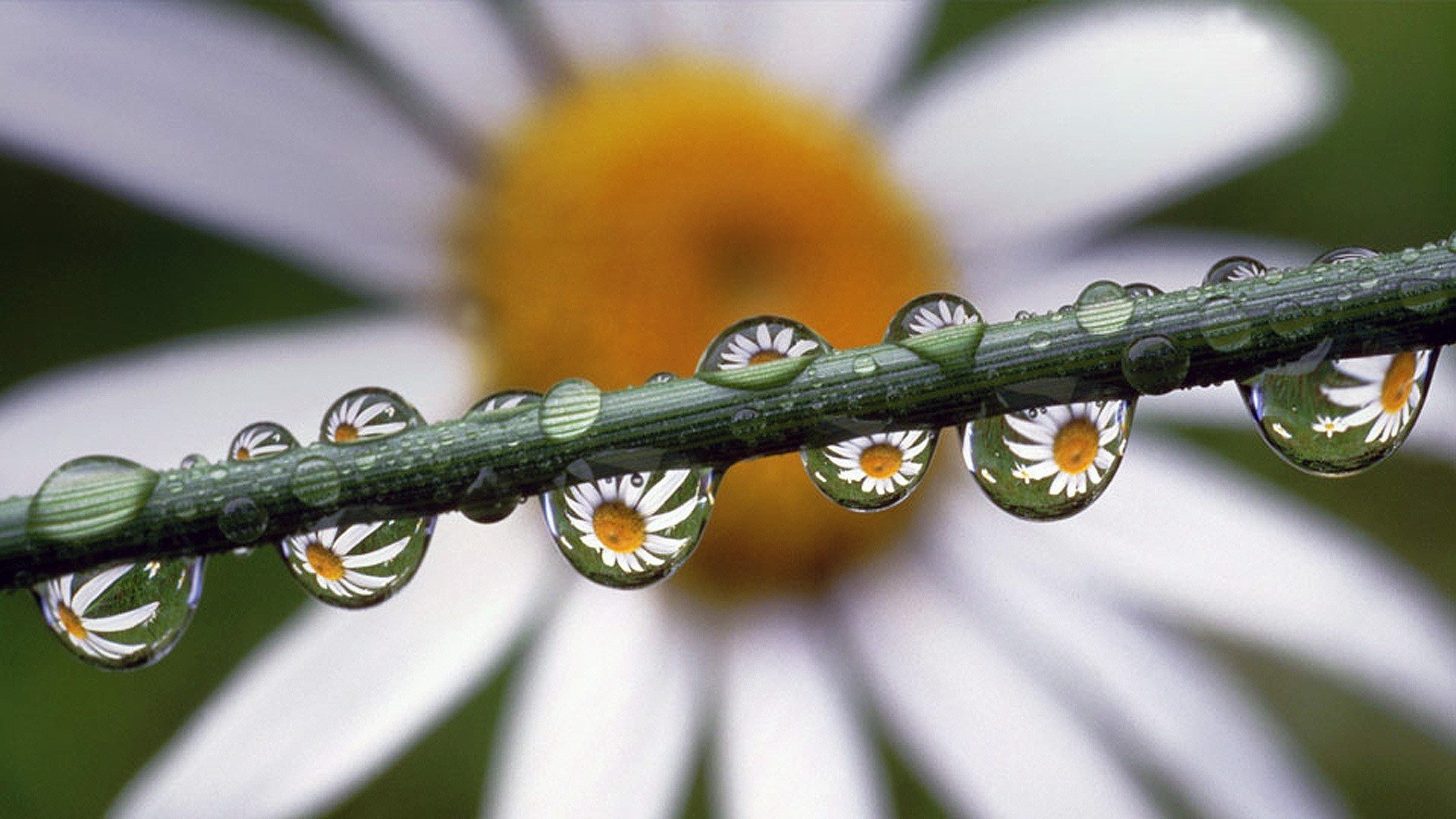 Dewdrops reflecting a daisy on a blade of grass HD Wallpaper