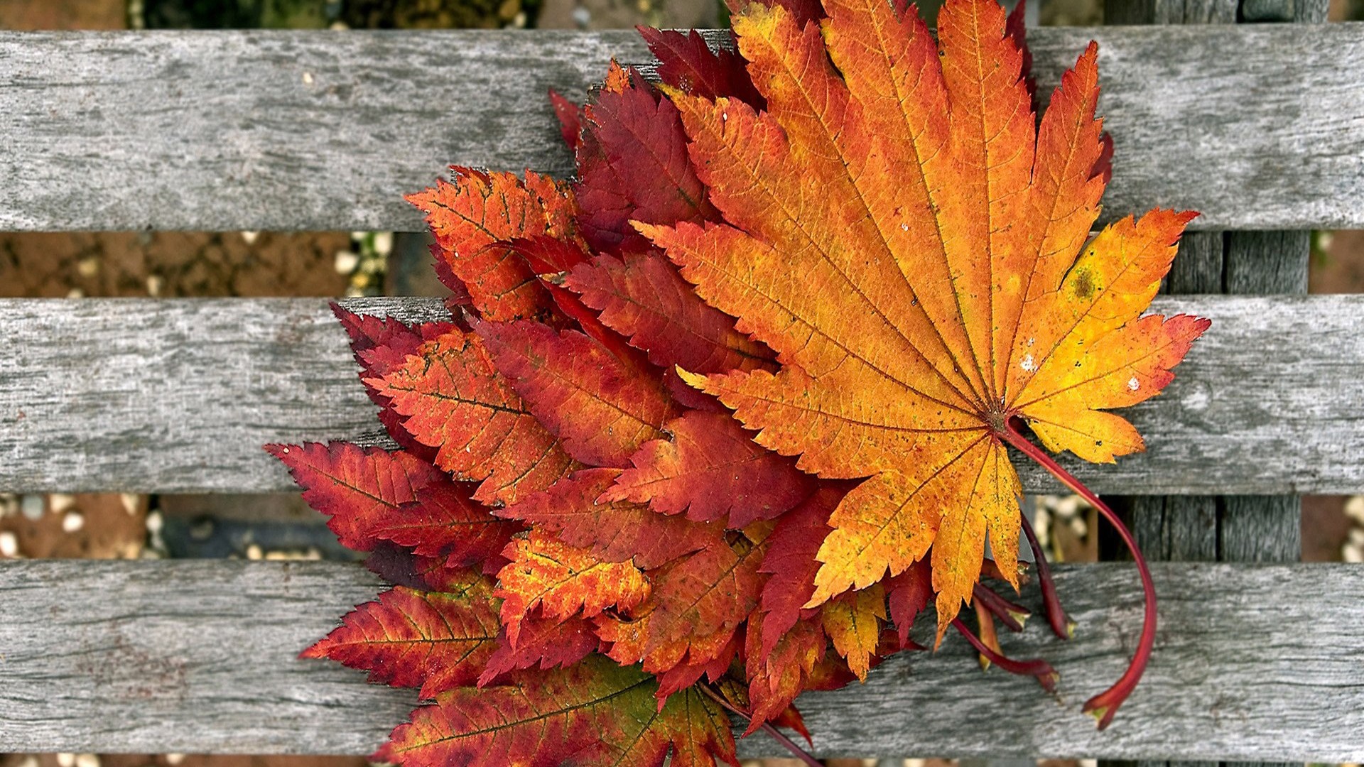 Colorful Maple Leaves on Wooden Bench HD Wallpaper