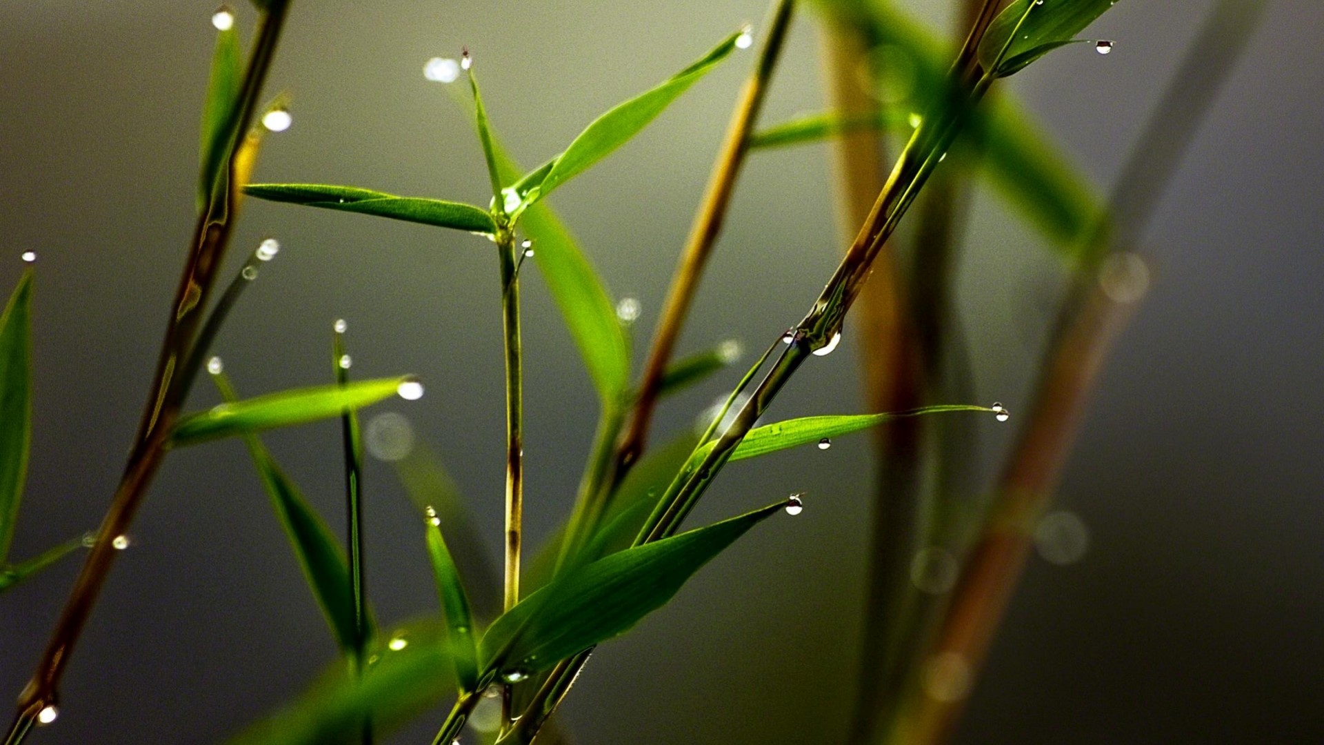 Dewdrops on Bamboo Stalks HD Wallpaper