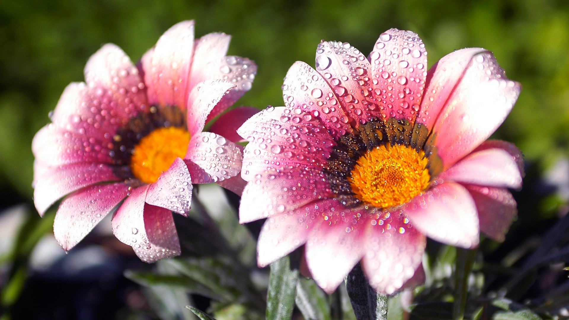 Two pink and yellow flowers with dew drops HD Wallpaper