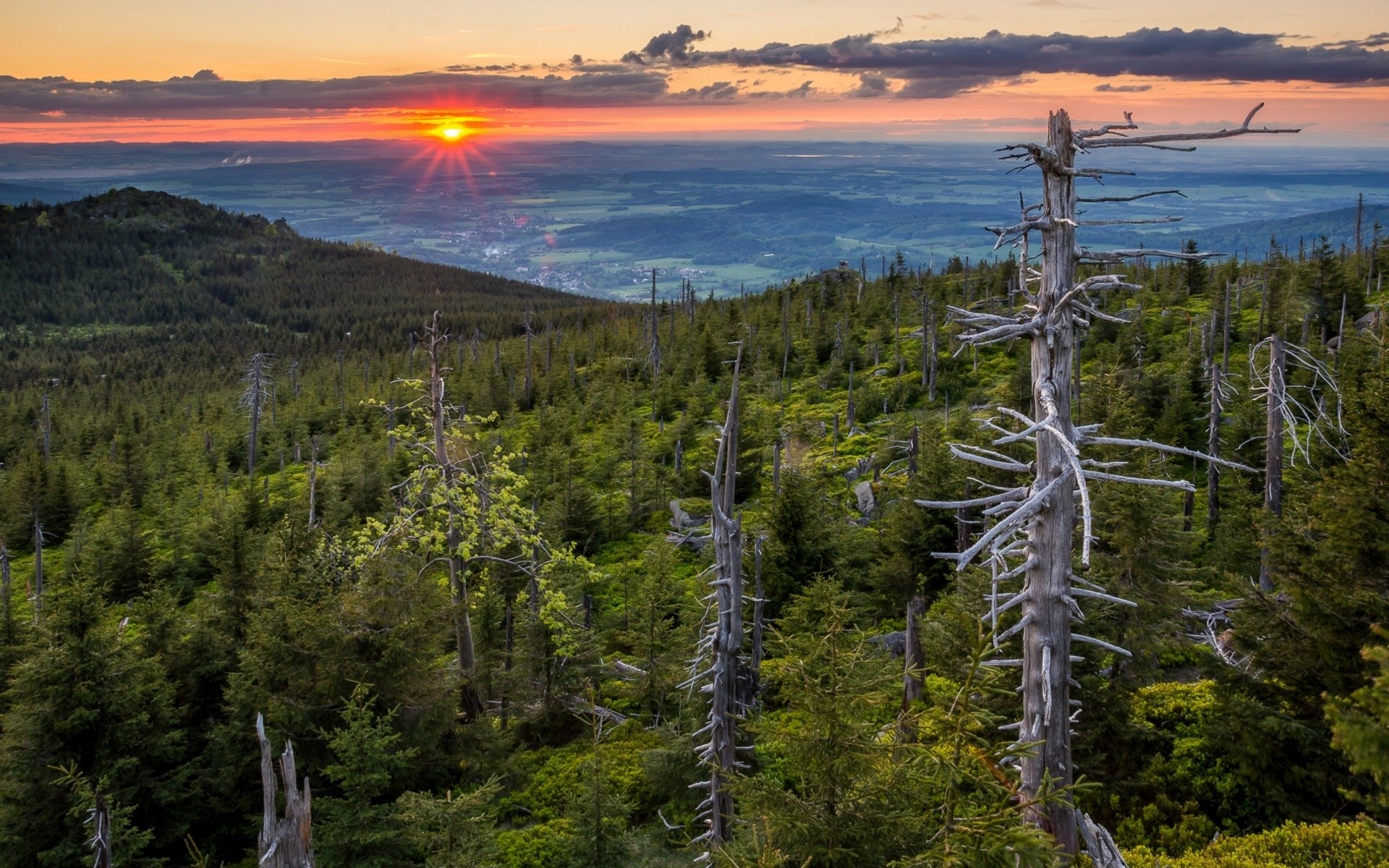 Dead trees on a mountain slope at sunset HD Wallpaper