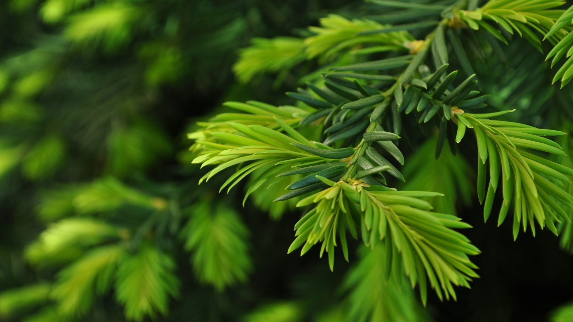 Close up of evergreen branches with new growth HD Wallpaper