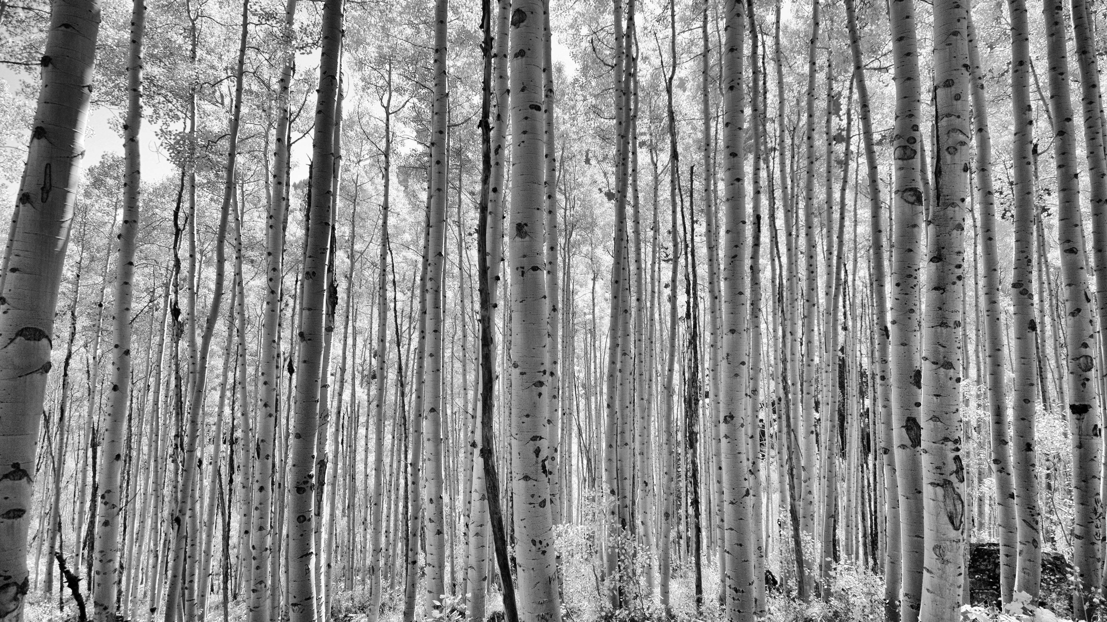 Aspen Trees in Colorado HD Wallpaper