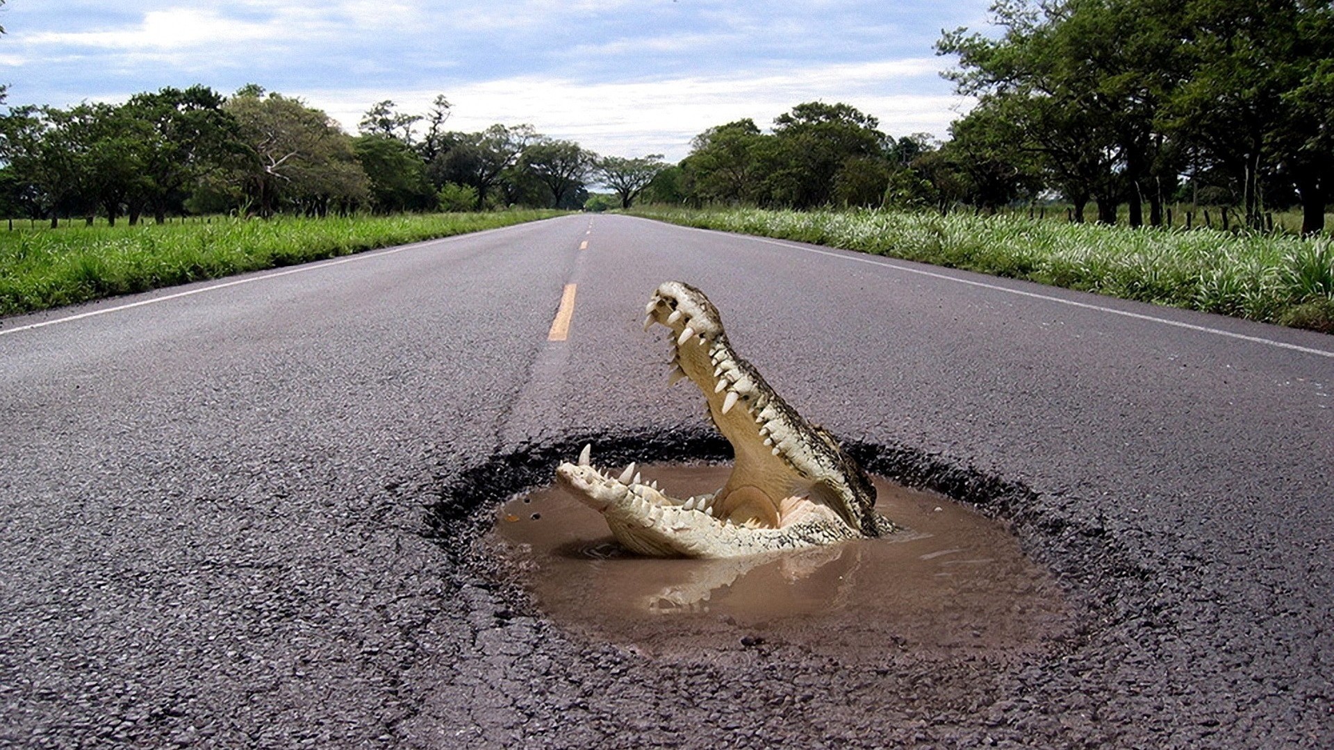 Alligator emerges from a pothole on a road HD Wallpaper