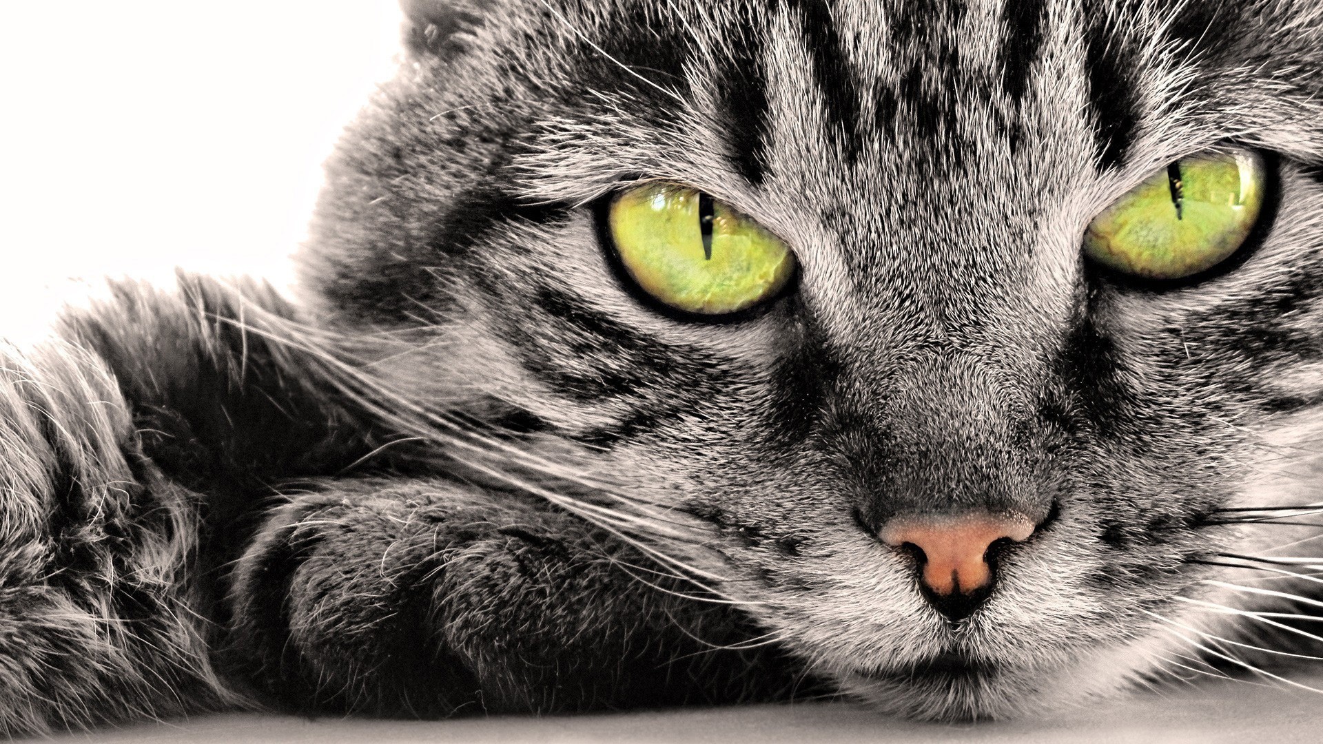Close-up of a gray tabby cat with bright green eyes HD Wallpaper