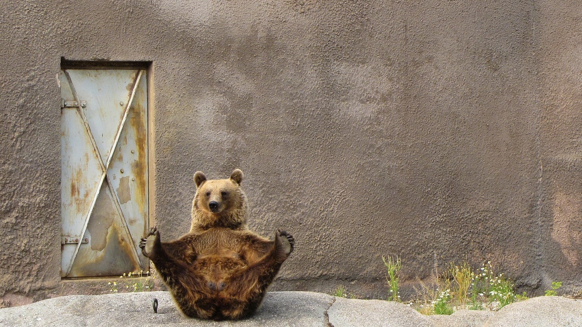 Bear doing yoga in front of a wall HD Wallpaper