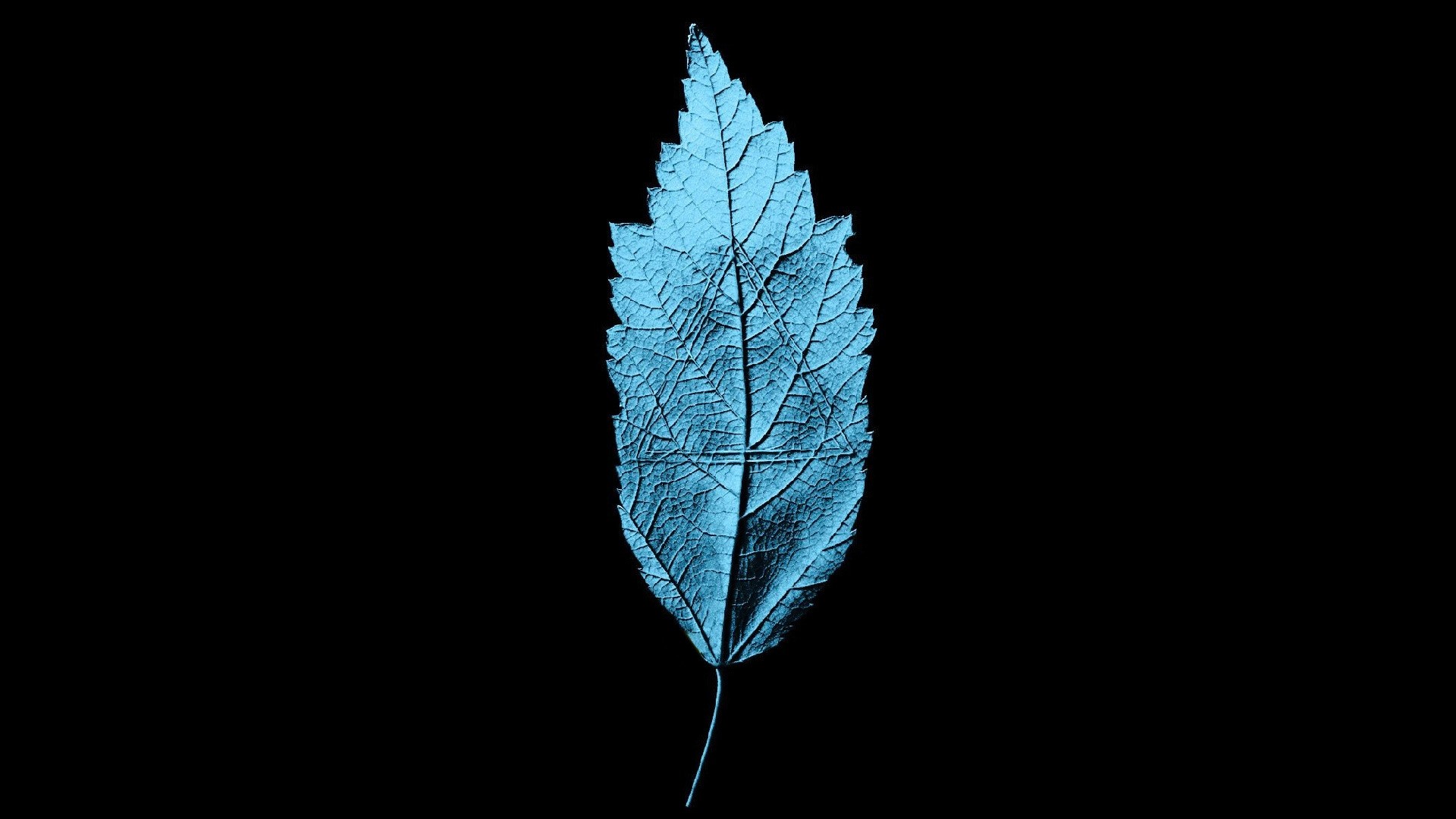 Blue Leaf X-Ray on Black Background HD Wallpaper