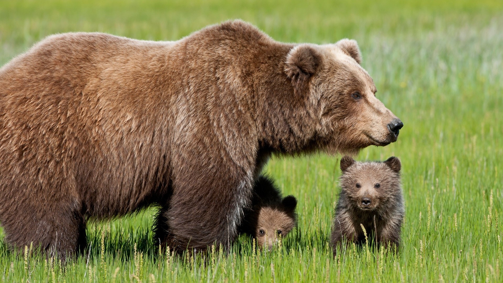 Brown bear with two cubs in a grassy field HD Wallpaper