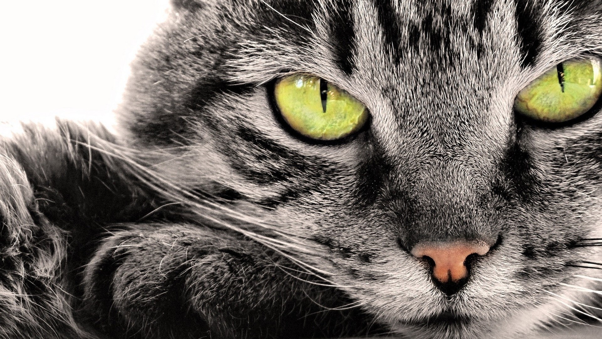 Close up of a tabby cat's face with green eyes HD Wallpaper