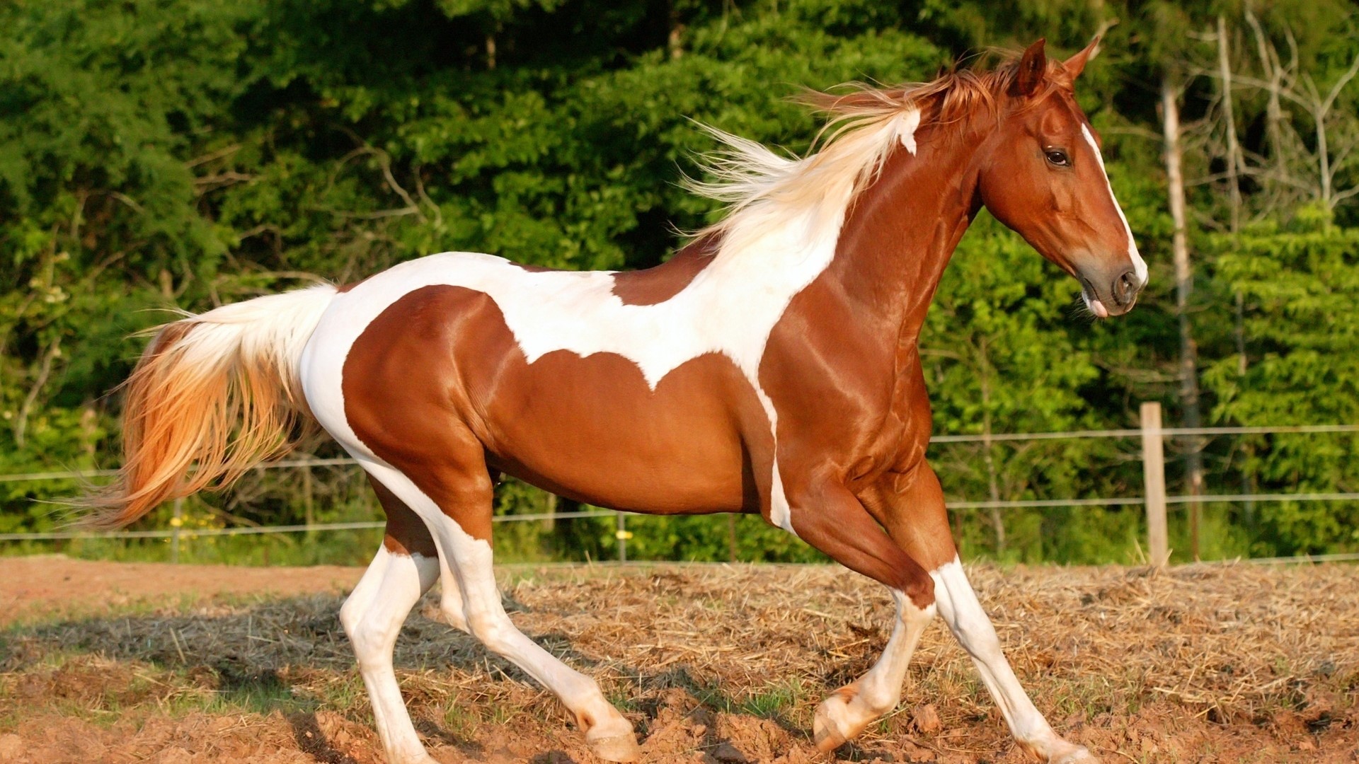Brown and white horse running in a field HD Wallpaper