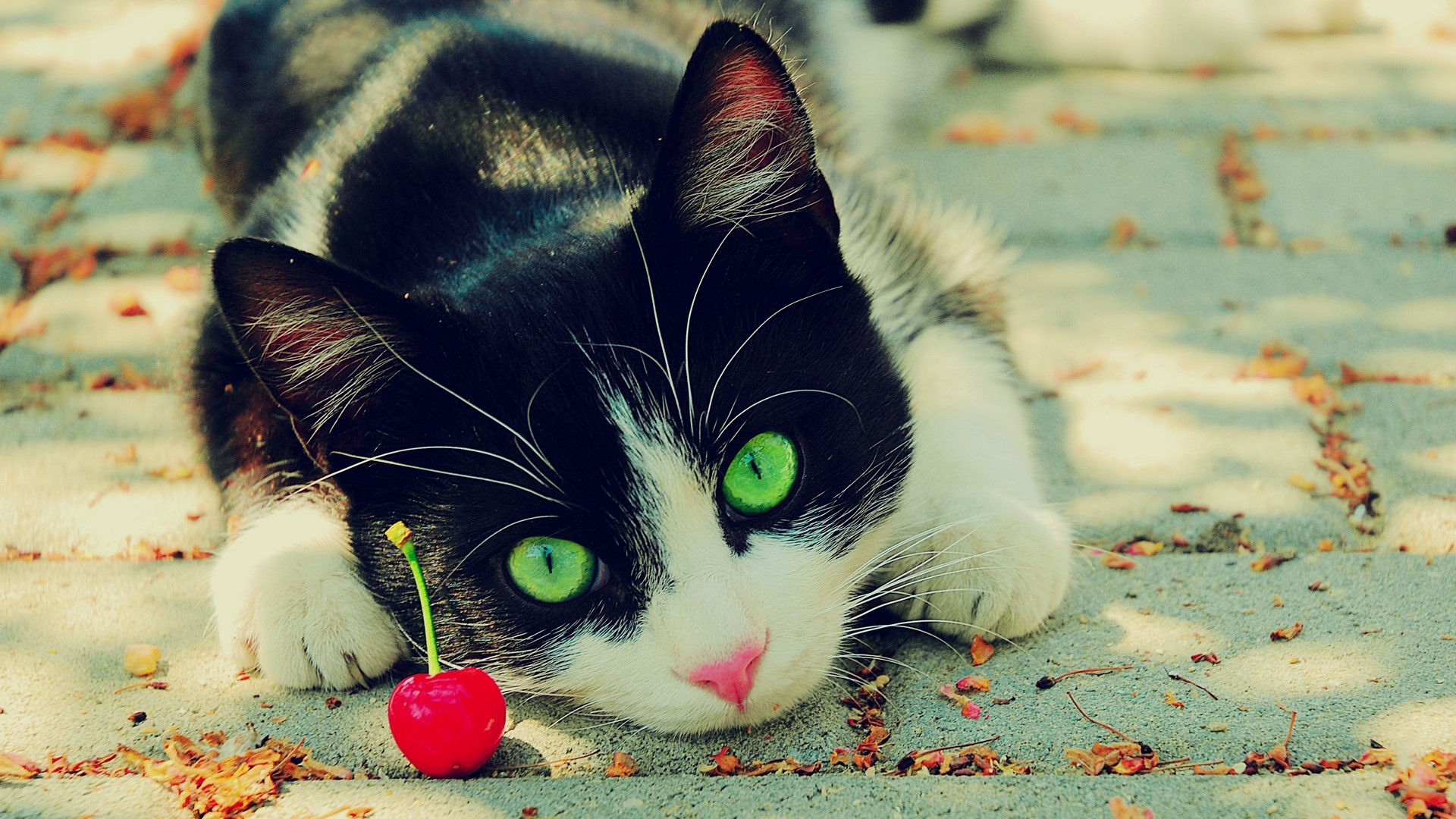 Cute black and white cat with green eyes and a cherry HD Wallpaper
