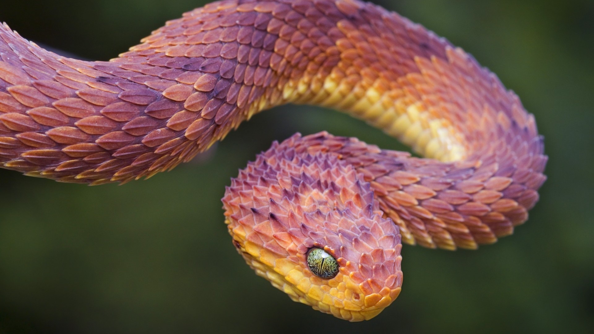 Close-up of a colorful Bush Viper snake HD Wallpaper