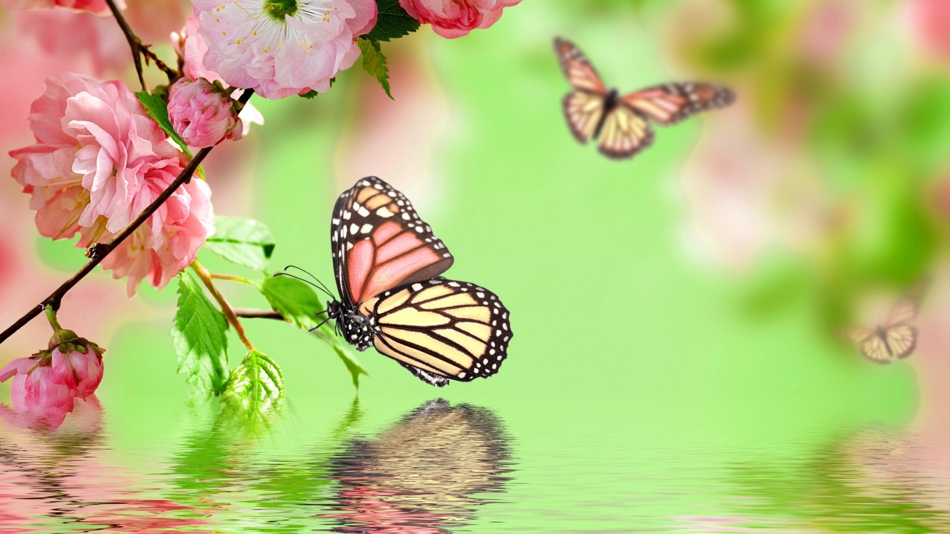 Monarch Butterfly on Pink Flowers with Water Reflection HD Wallpaper