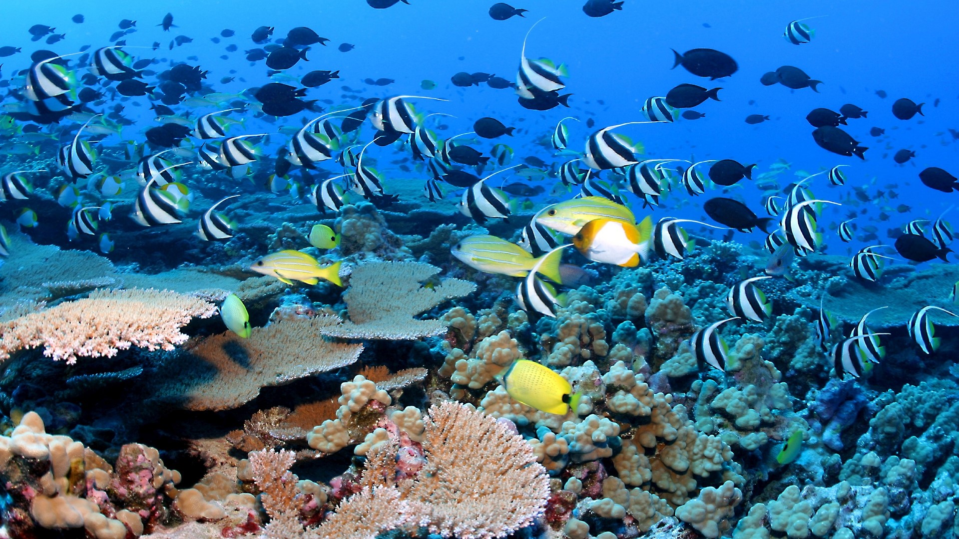School of Bannerfish and Yellow Fish in Coral Reef HD Wallpaper