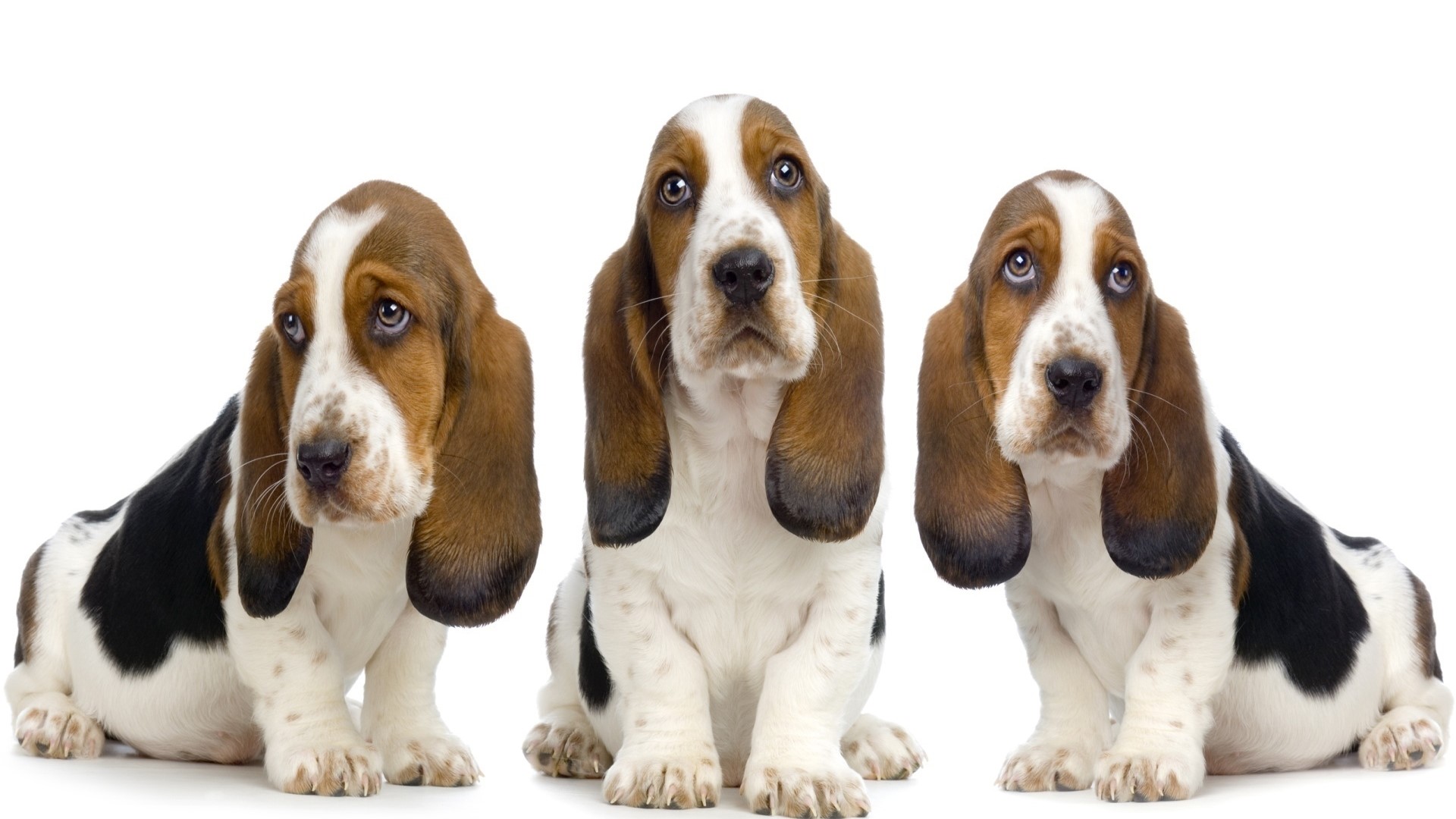 Three Basset Hound puppies sitting HD Wallpaper