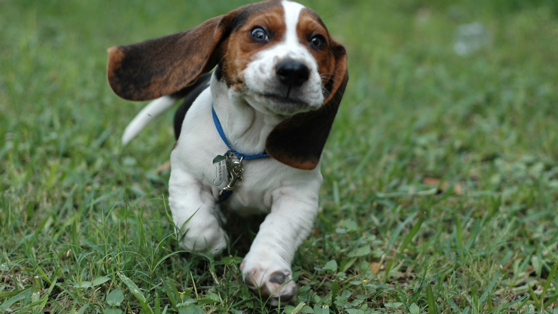Basset Hound puppy running in grass HD Wallpaper