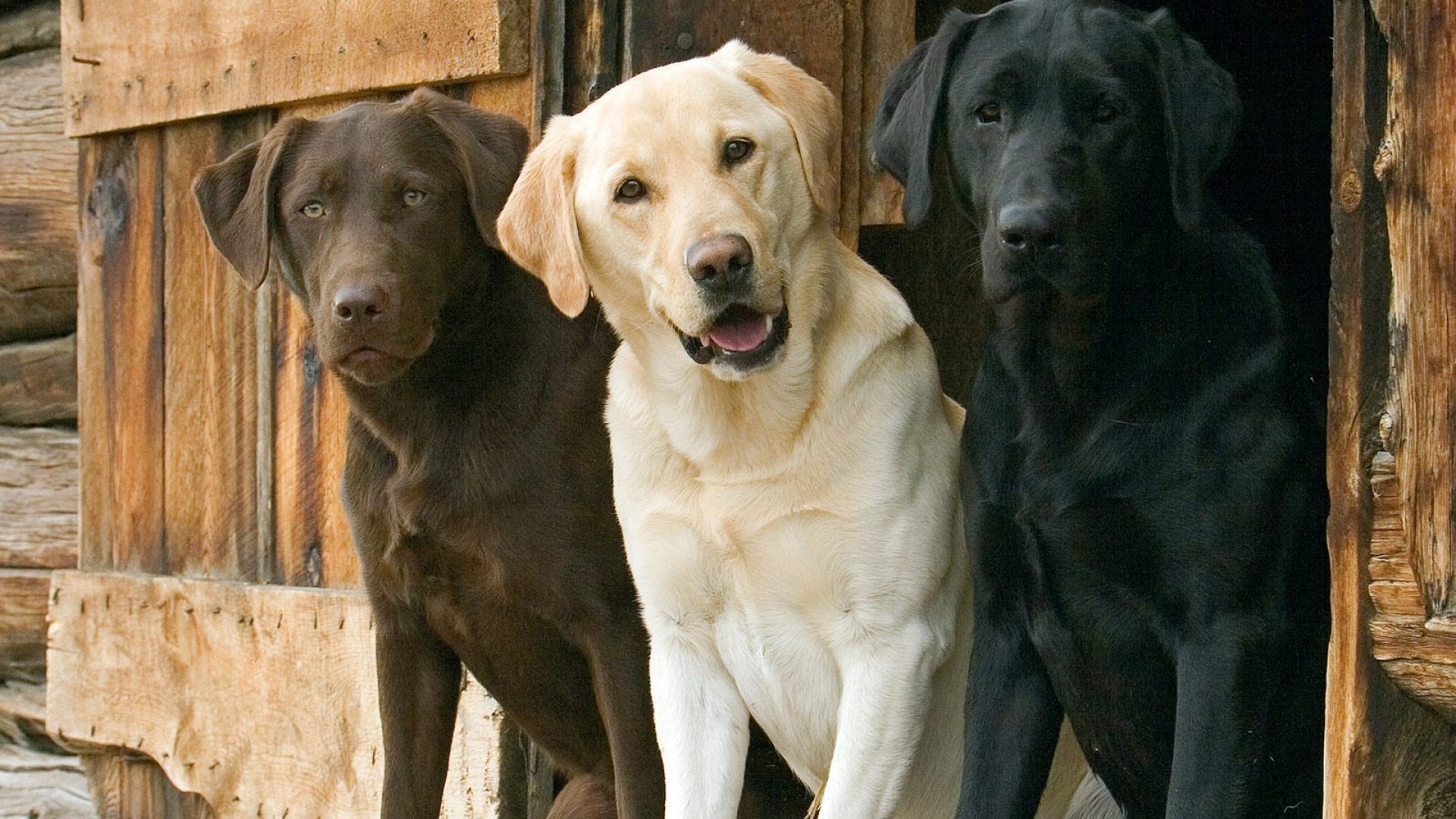 Three Labrador Retrievers: Chocolate, Yellow, and Black HD Wallpaper