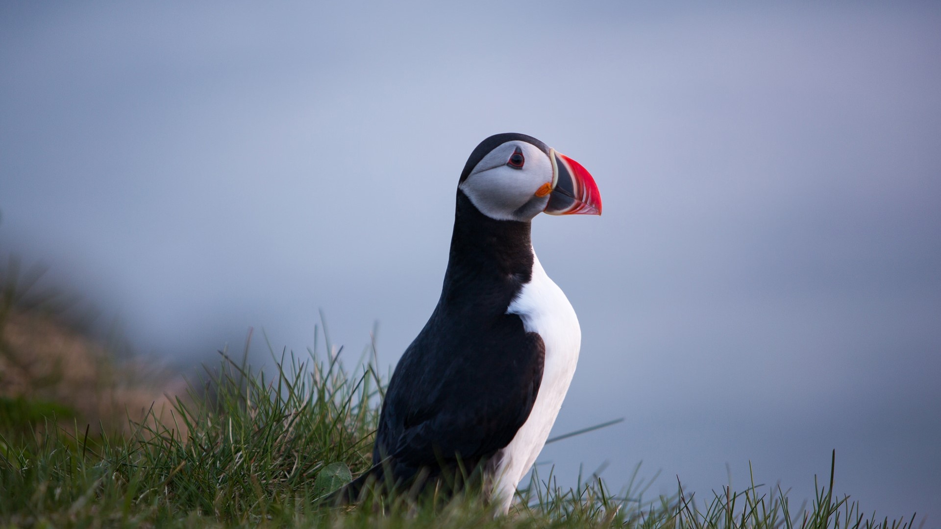 Atlantic Puffin on grassy cliff HD Wallpaper