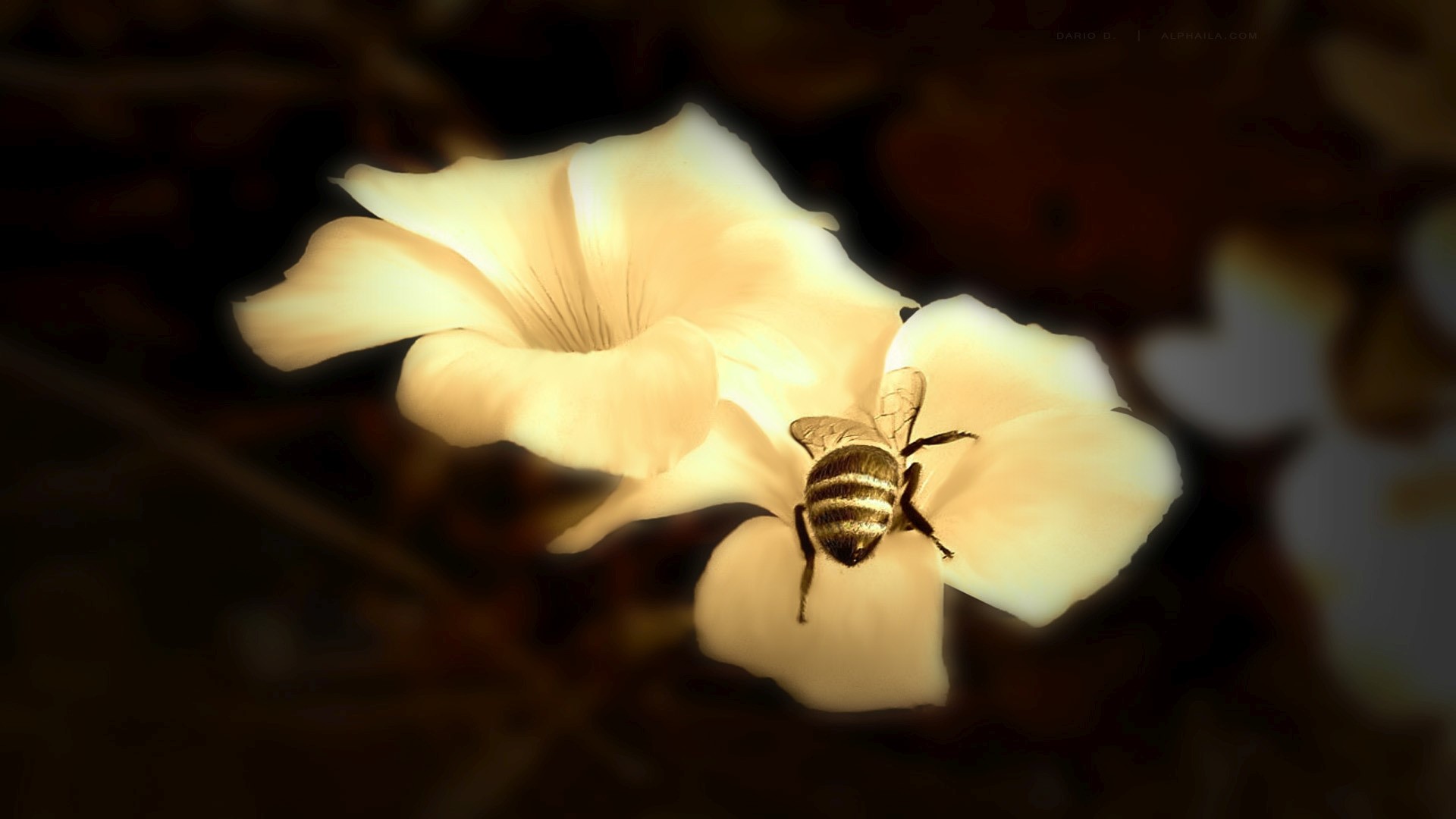 Bee on a flower HD Wallpaper