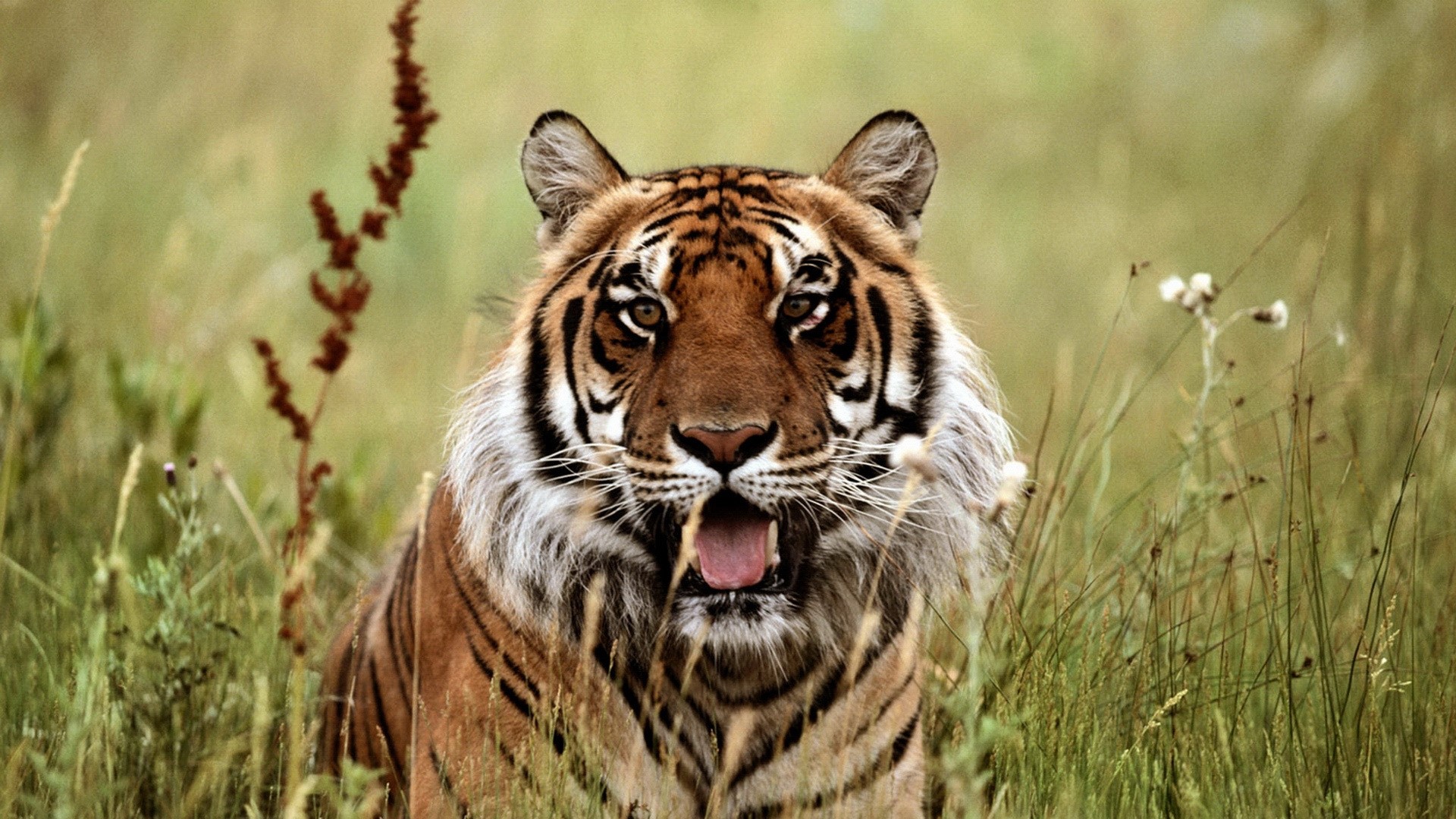 Tiger in tall grass HD Wallpaper